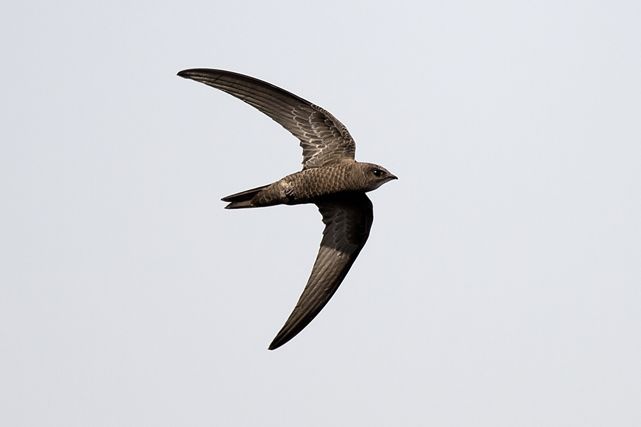 Pallid Swift
