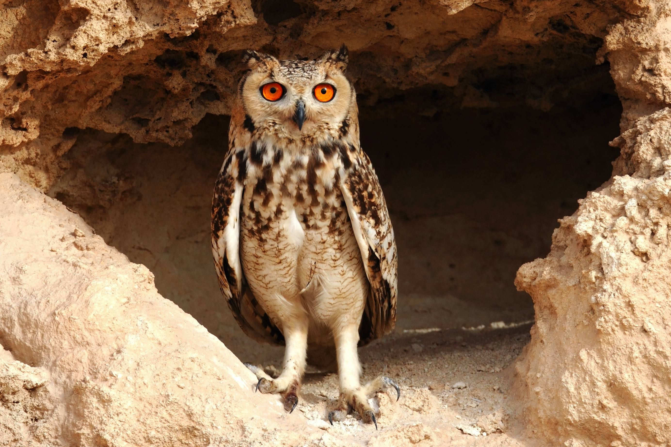 Pharaoh Eagle Owl