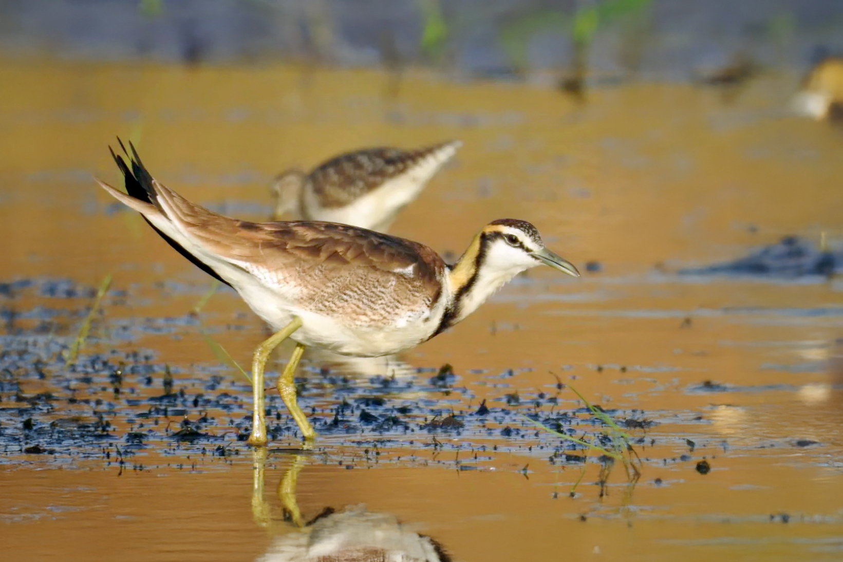 Pheasant-tailed Jacana