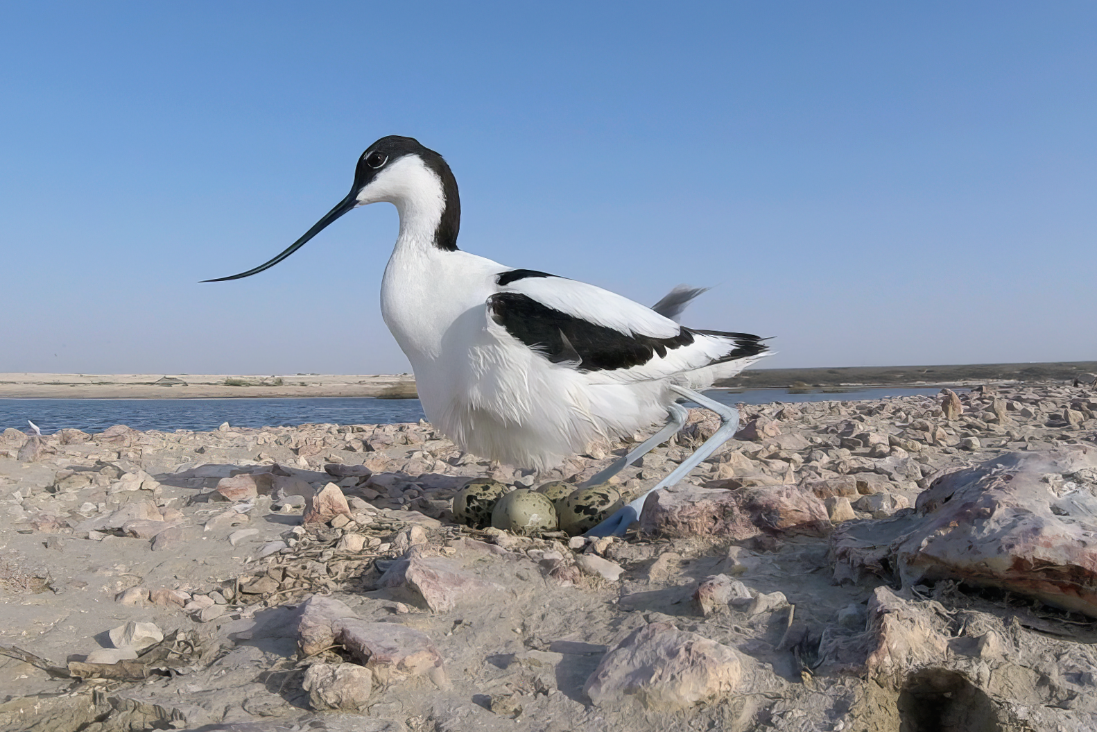 Pied Avocet