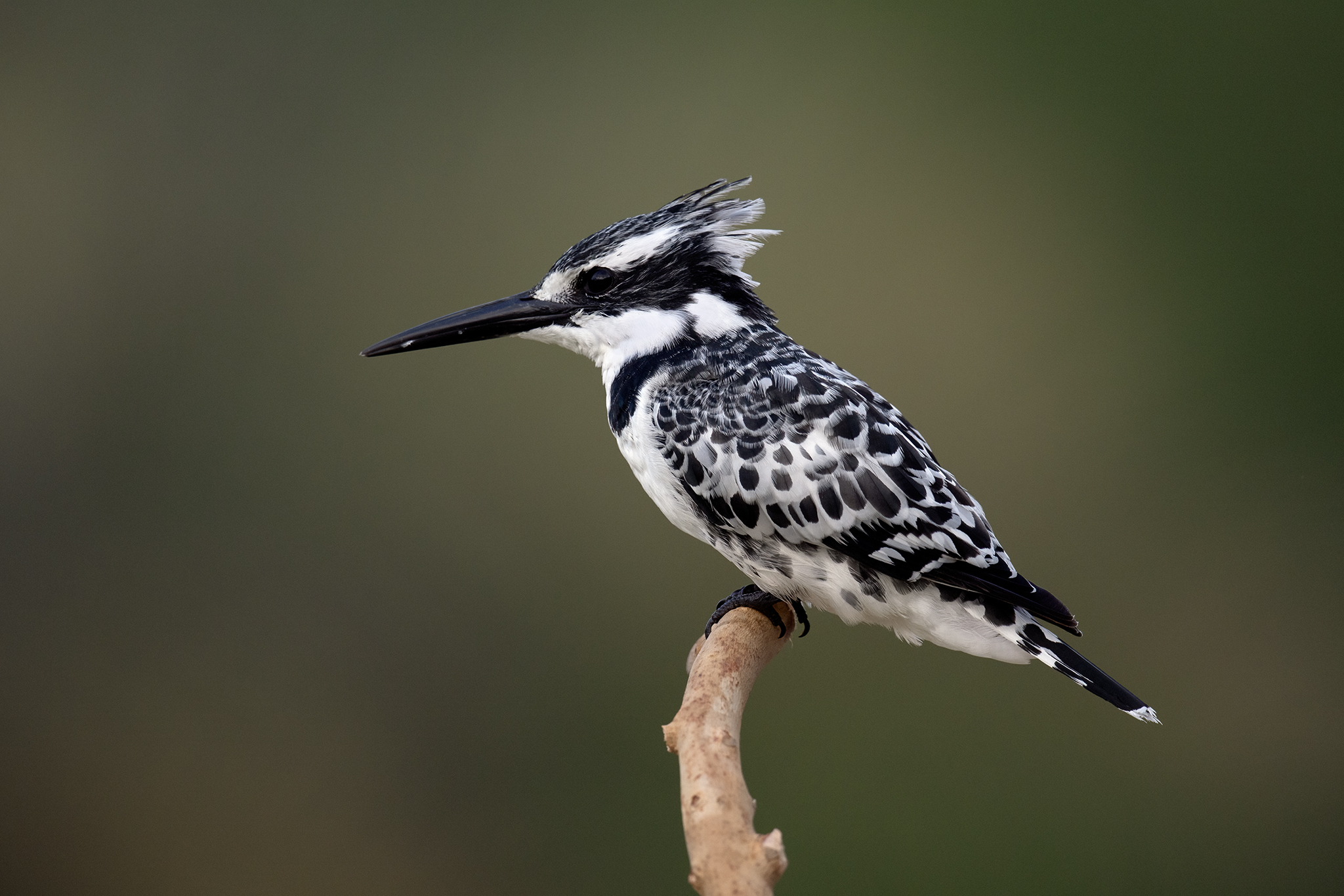 Pied Kingfisher