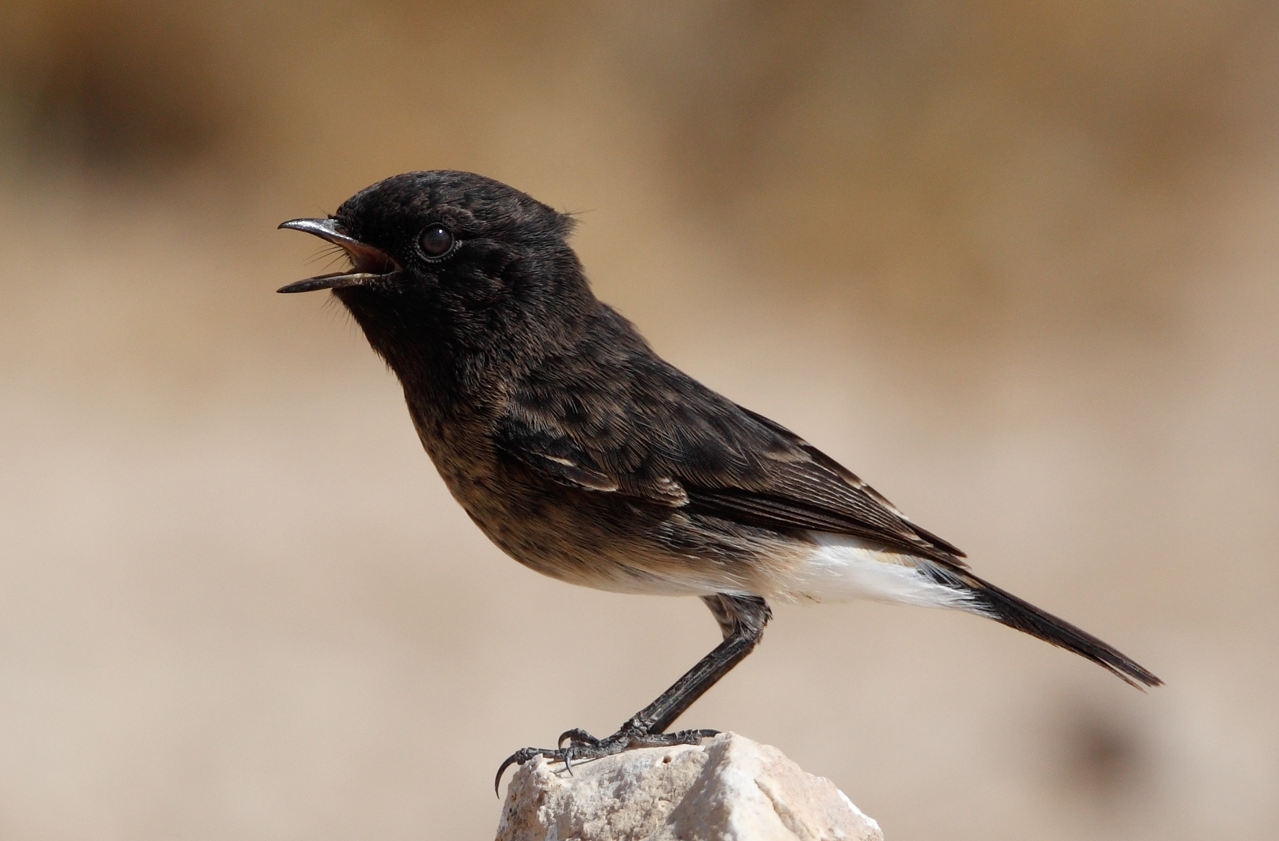 Pied Stonechat