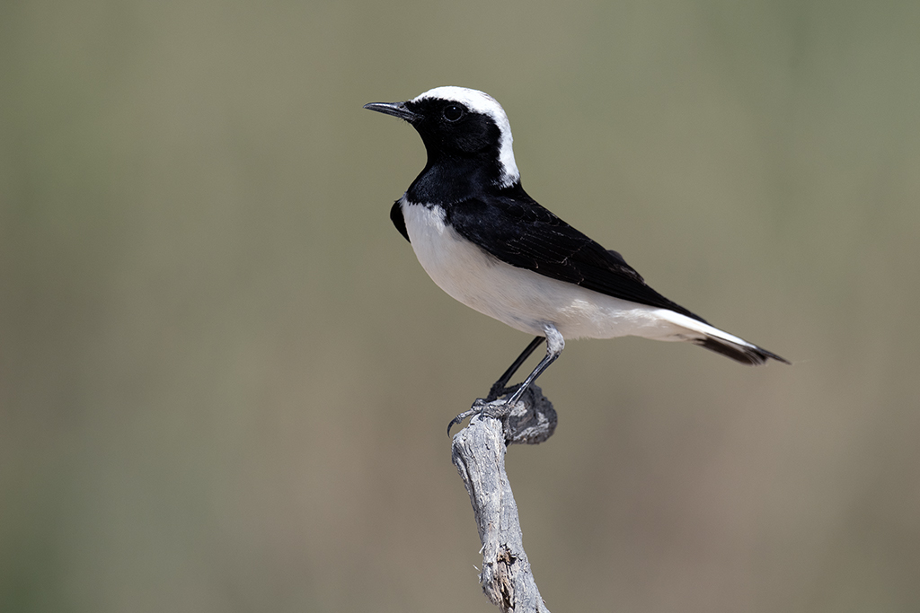 Pied Wheatear