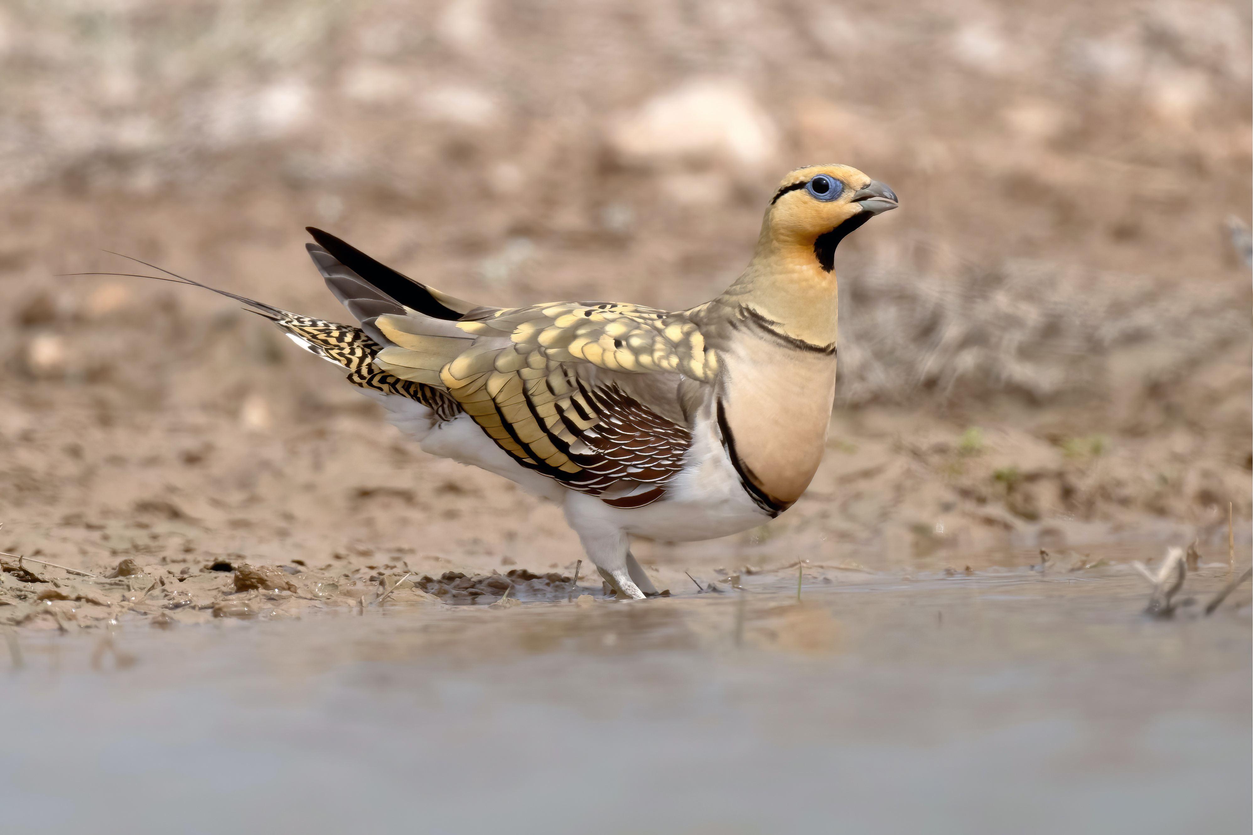 Pin-tailed Sandgrouse