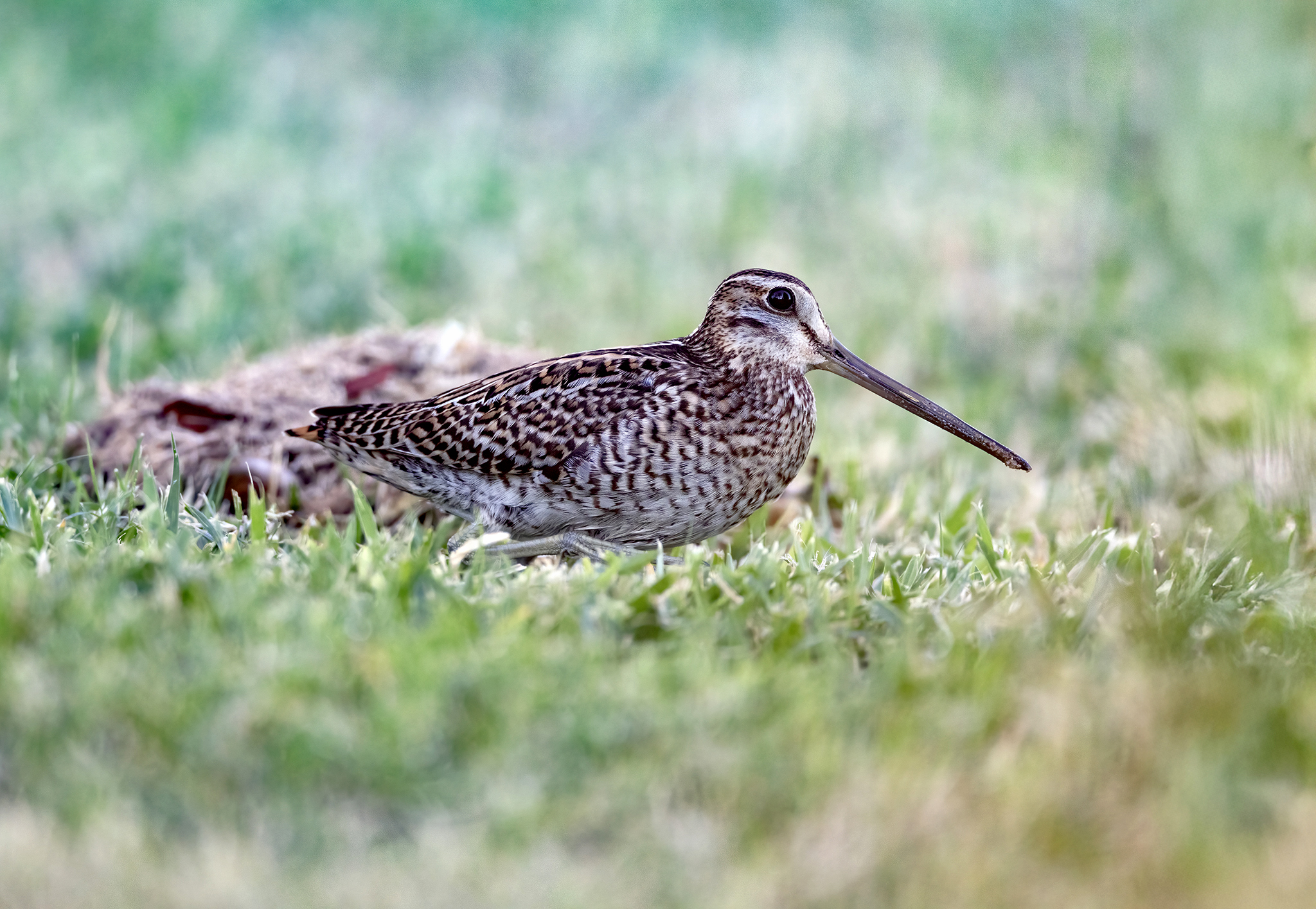 Pin-tailed Snipe