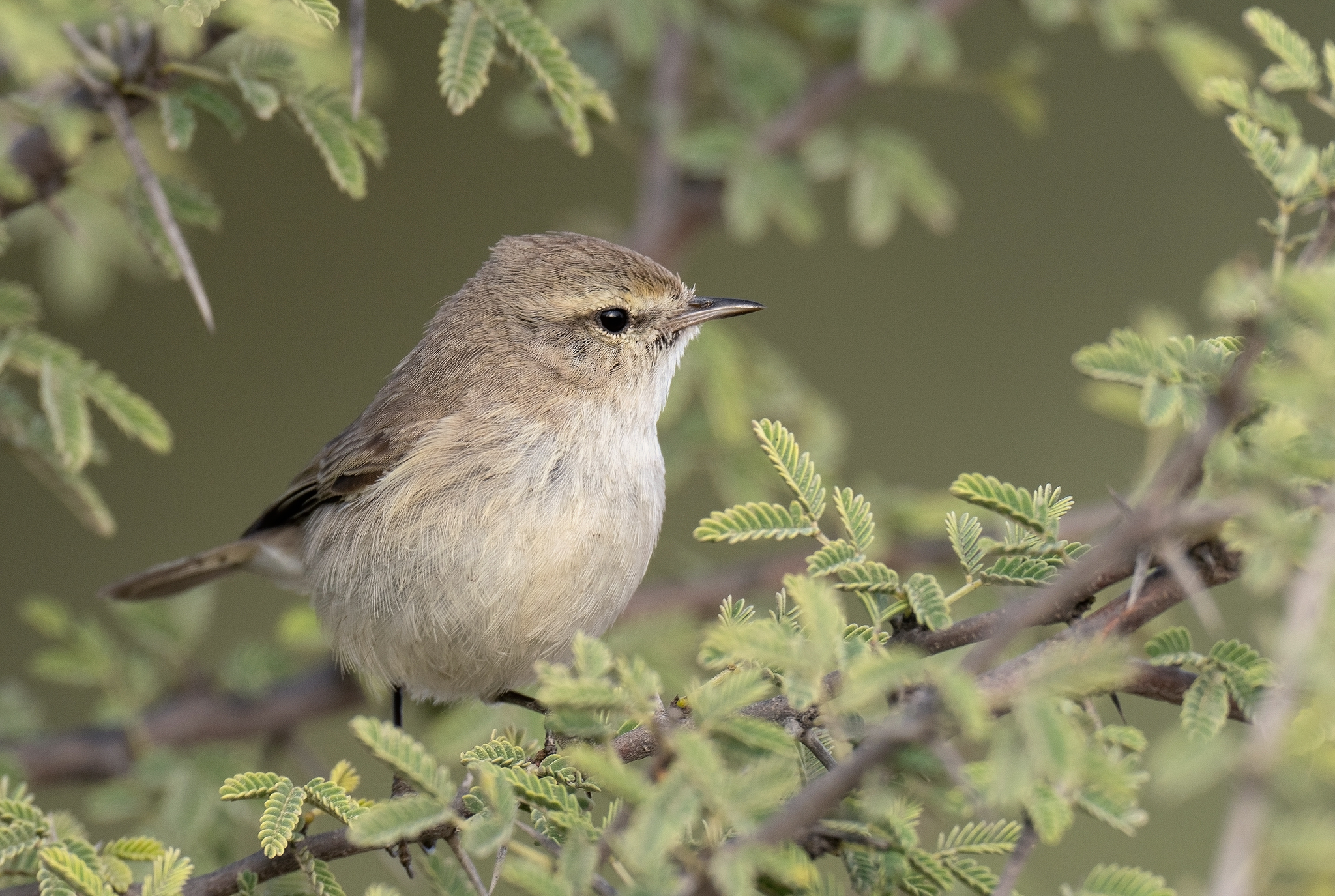 Plain Leaf Warbler