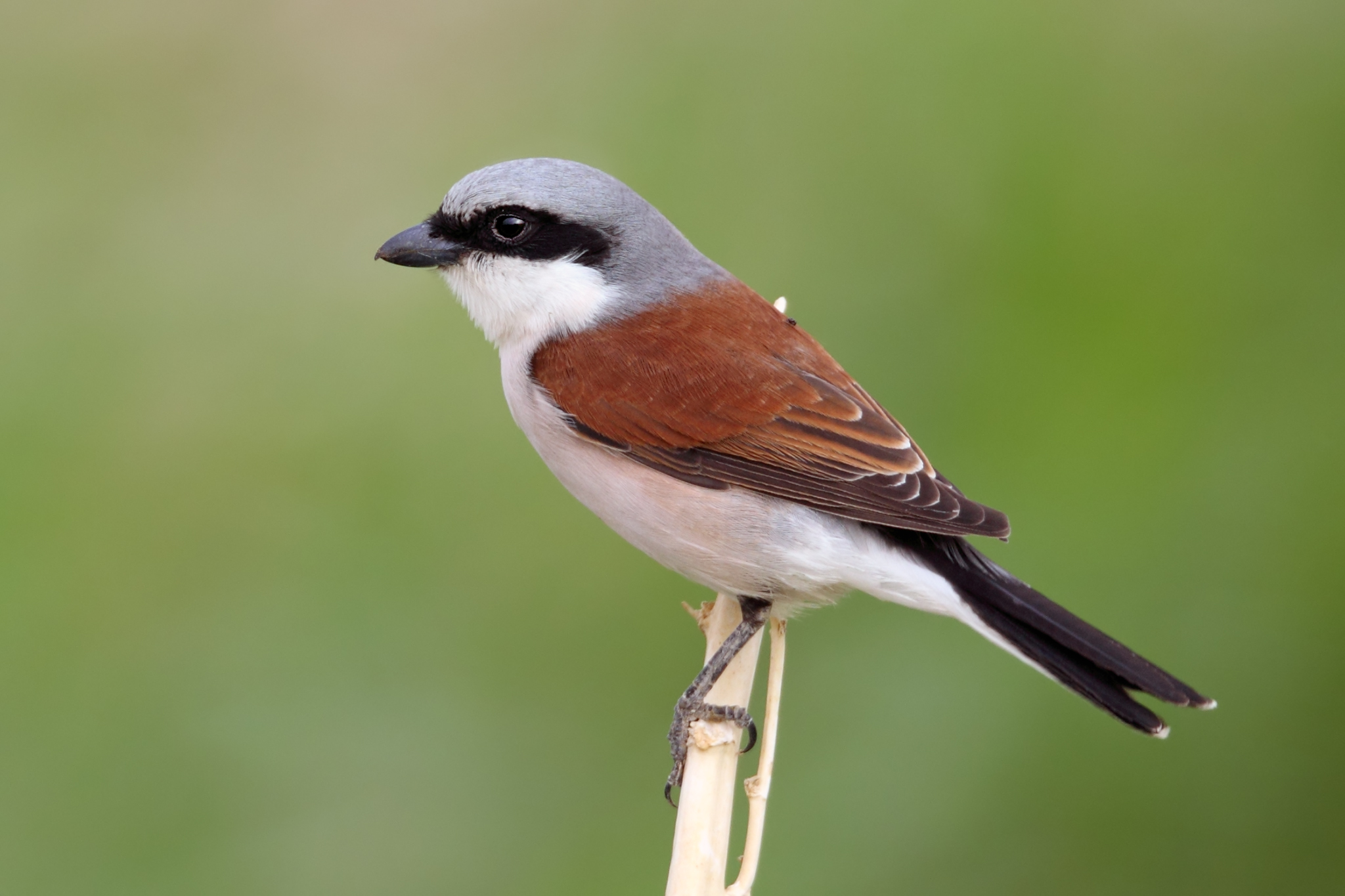 Red-backed Shrike