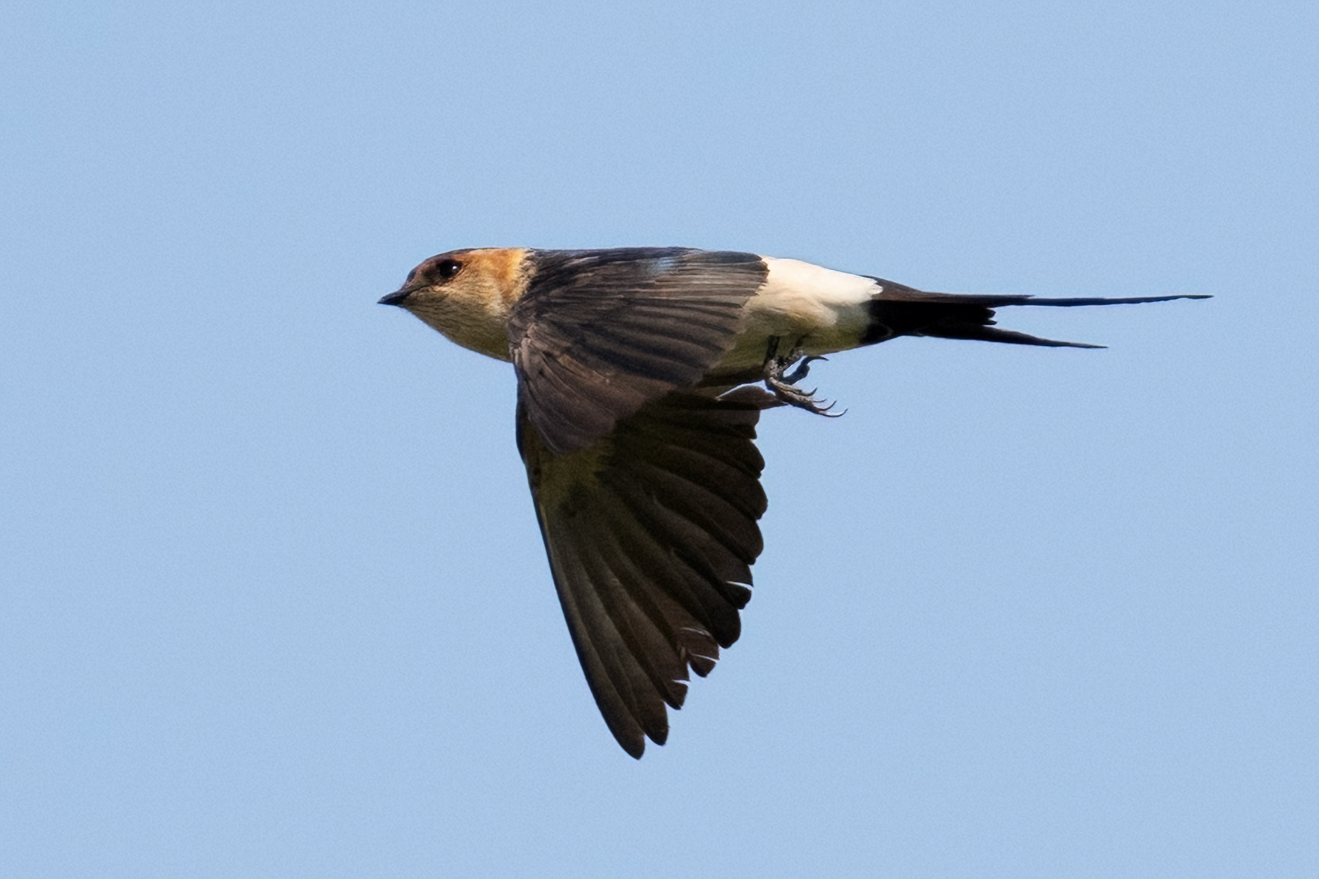 European Red-rumped Swallow