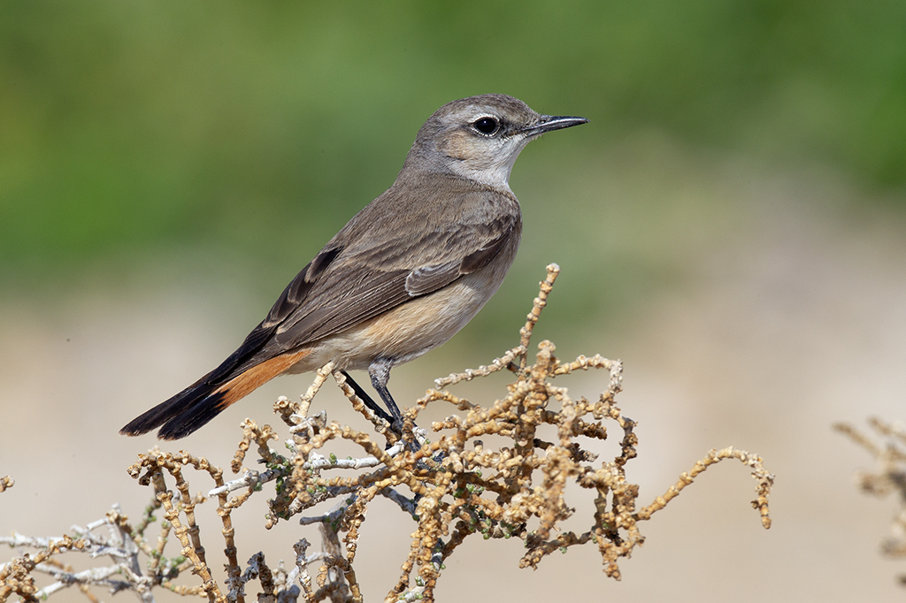 Red-tailed Wheatear