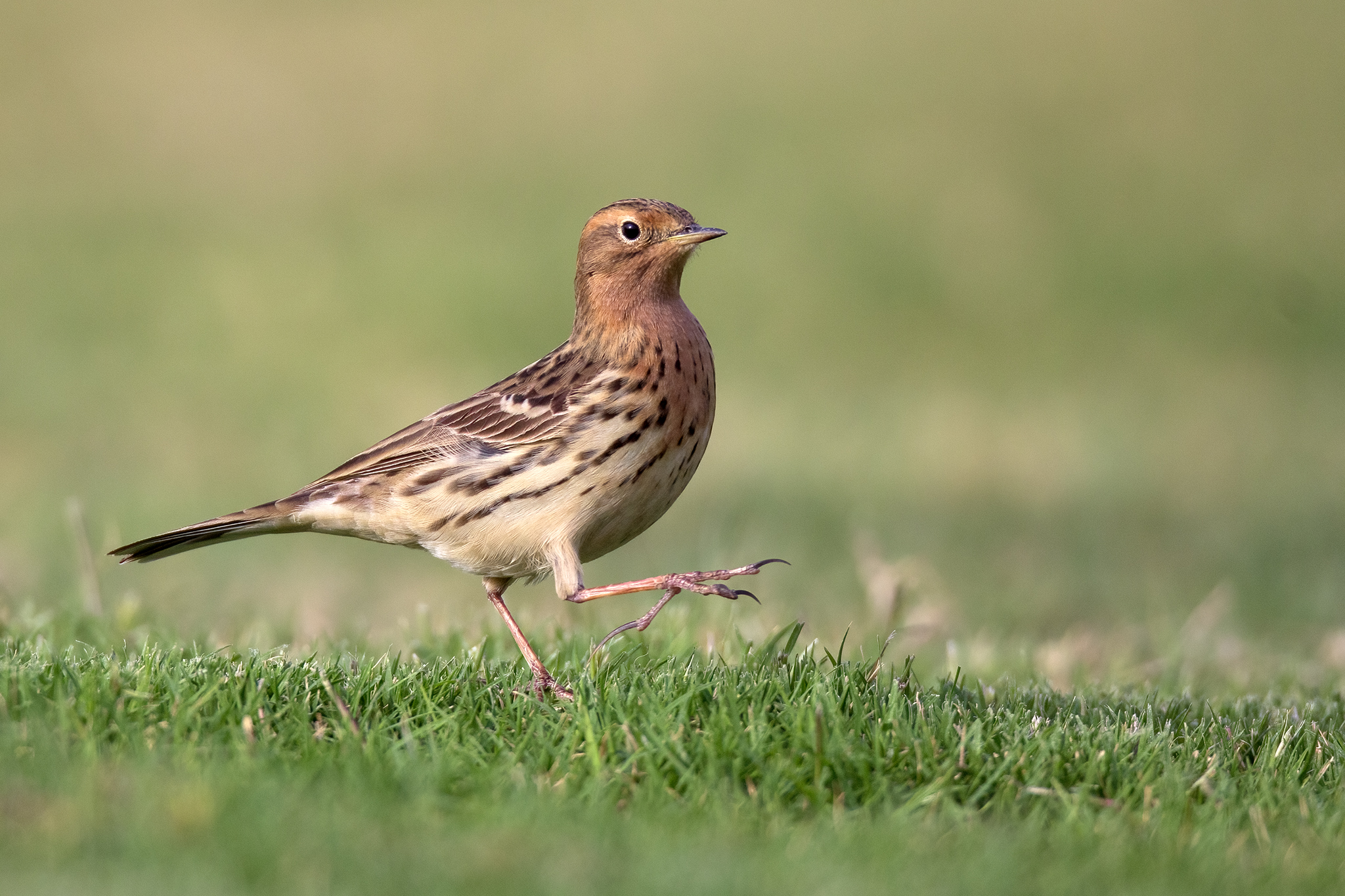 Red-throated Pipit