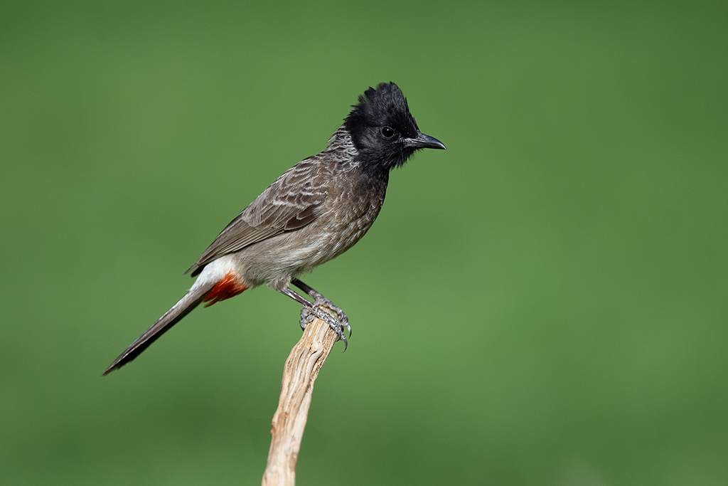 Red-vented Bulbul