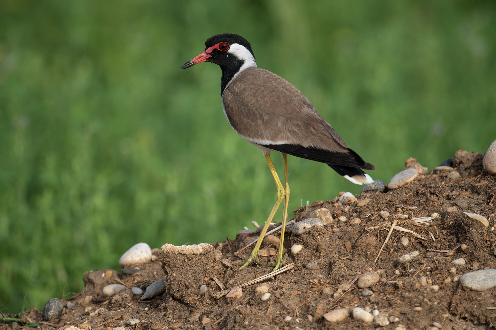 Red-wattled Lapwing