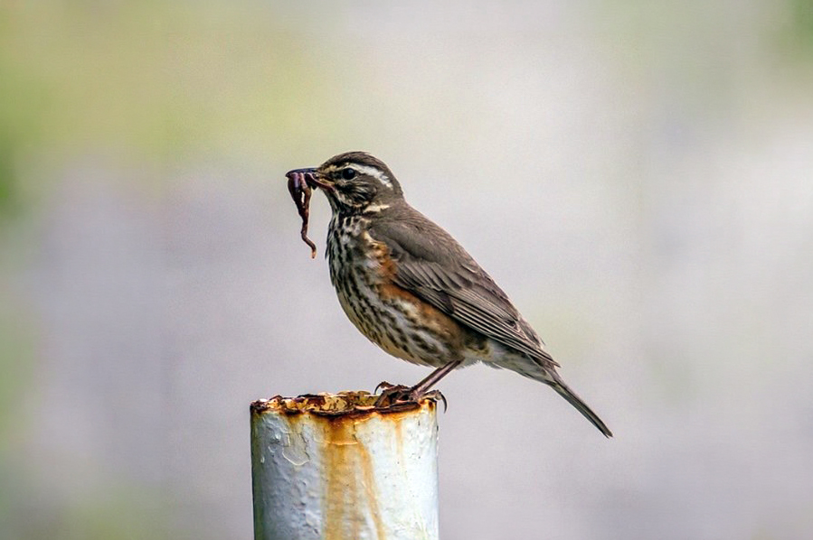 Redwing