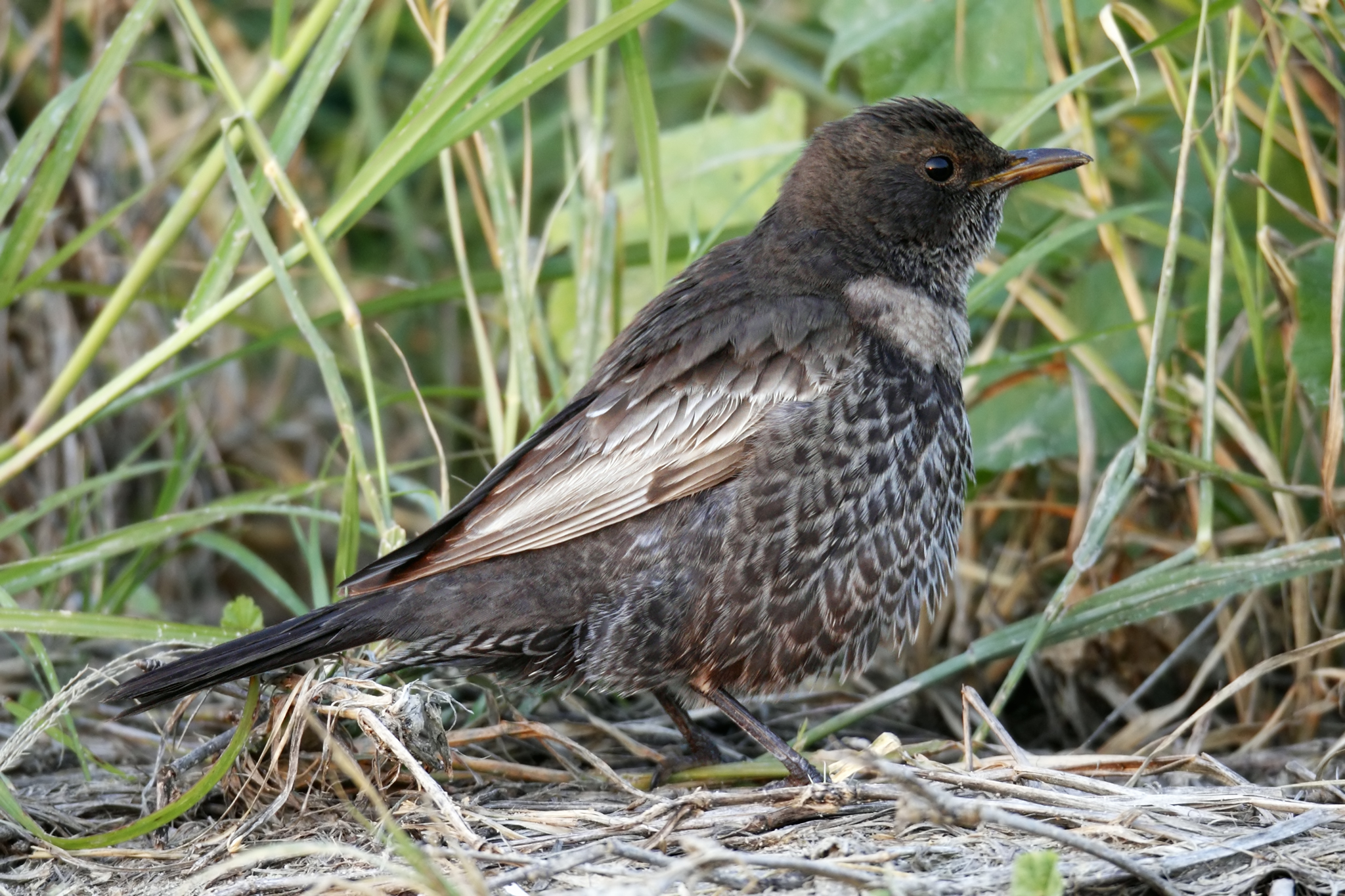 Ring Ouzel