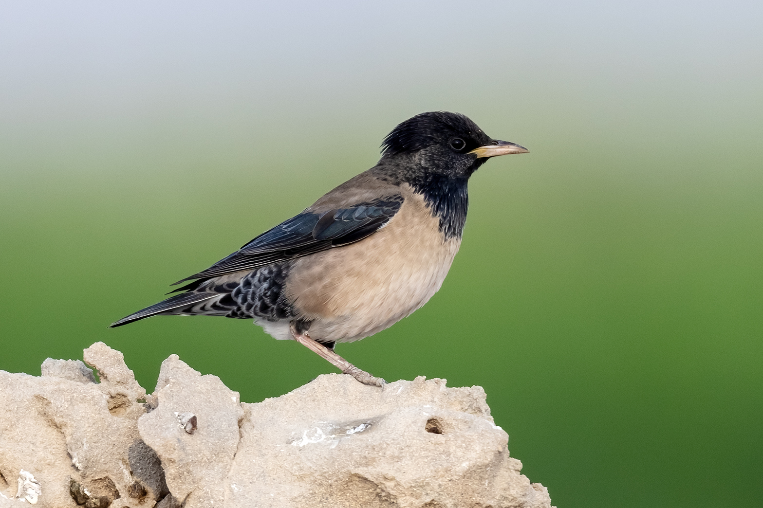 Rosy Starling