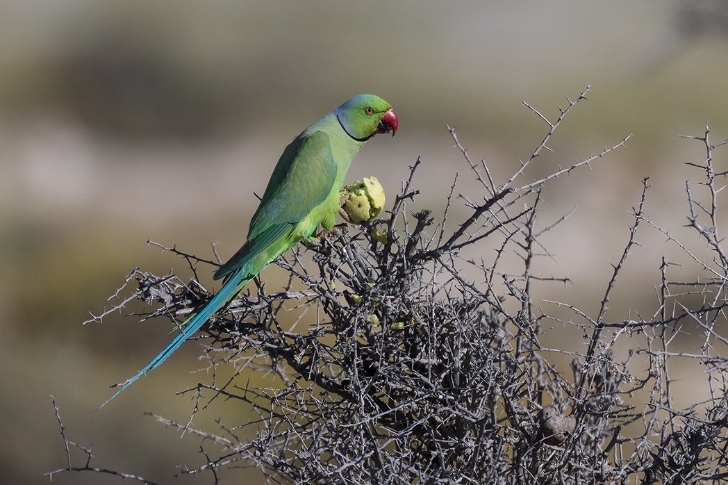 Rose-ringed Parakeet