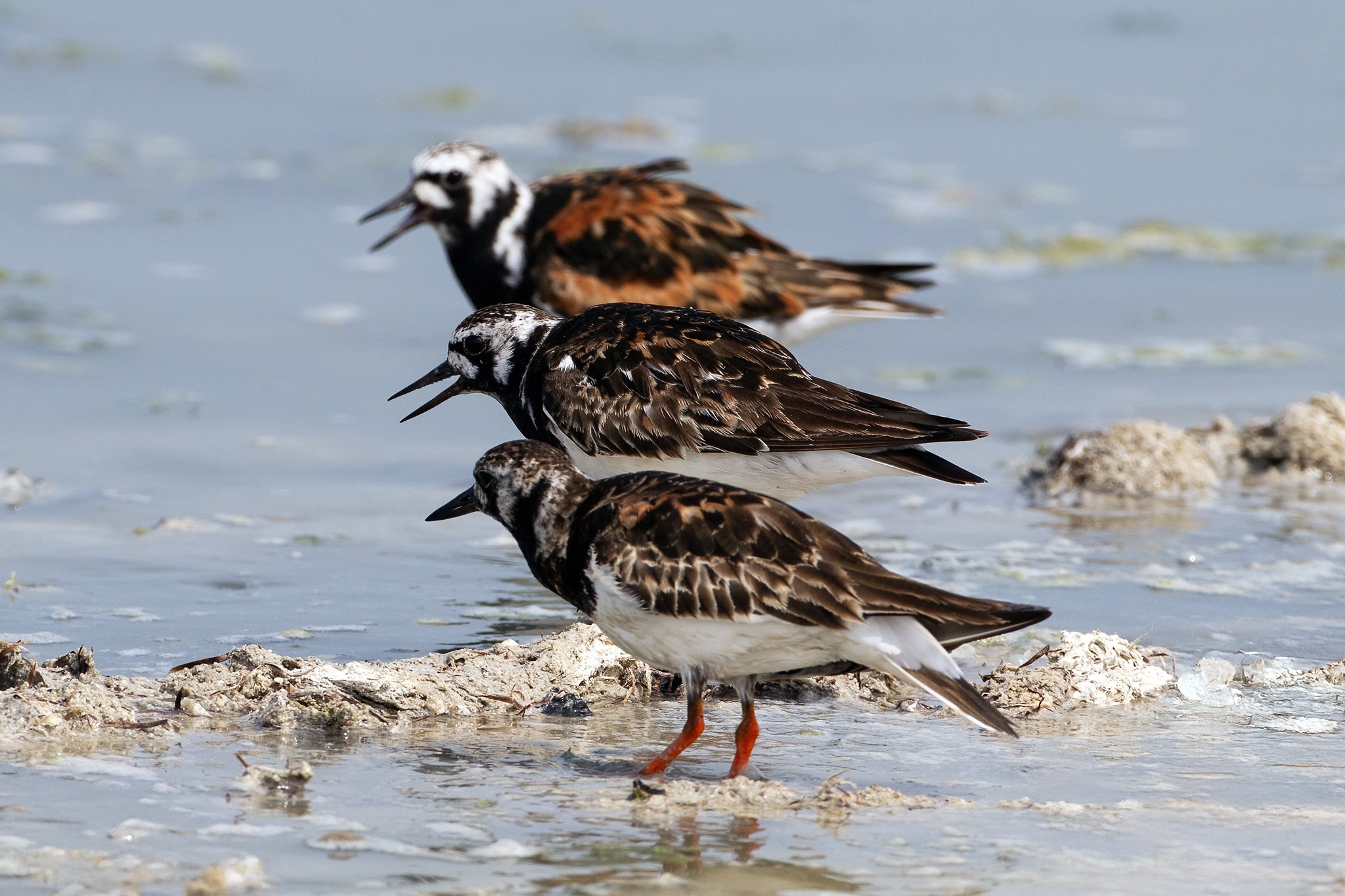 Eurasian Ruddy Turnstone