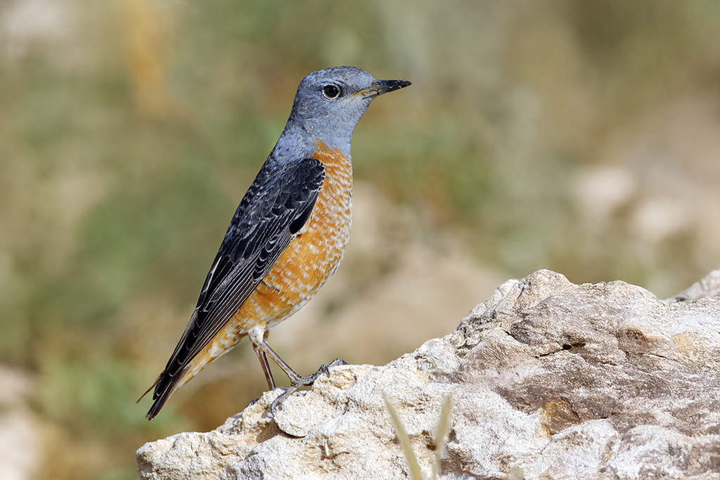Common Rock Thrush