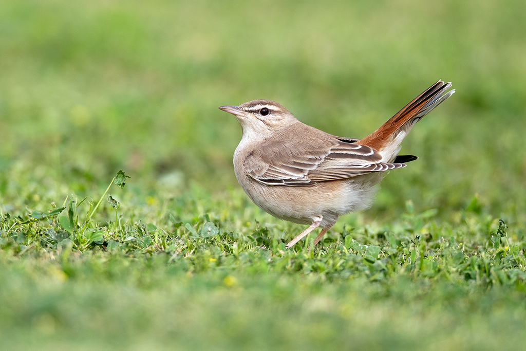 Rufous-tailed Scrub Robin