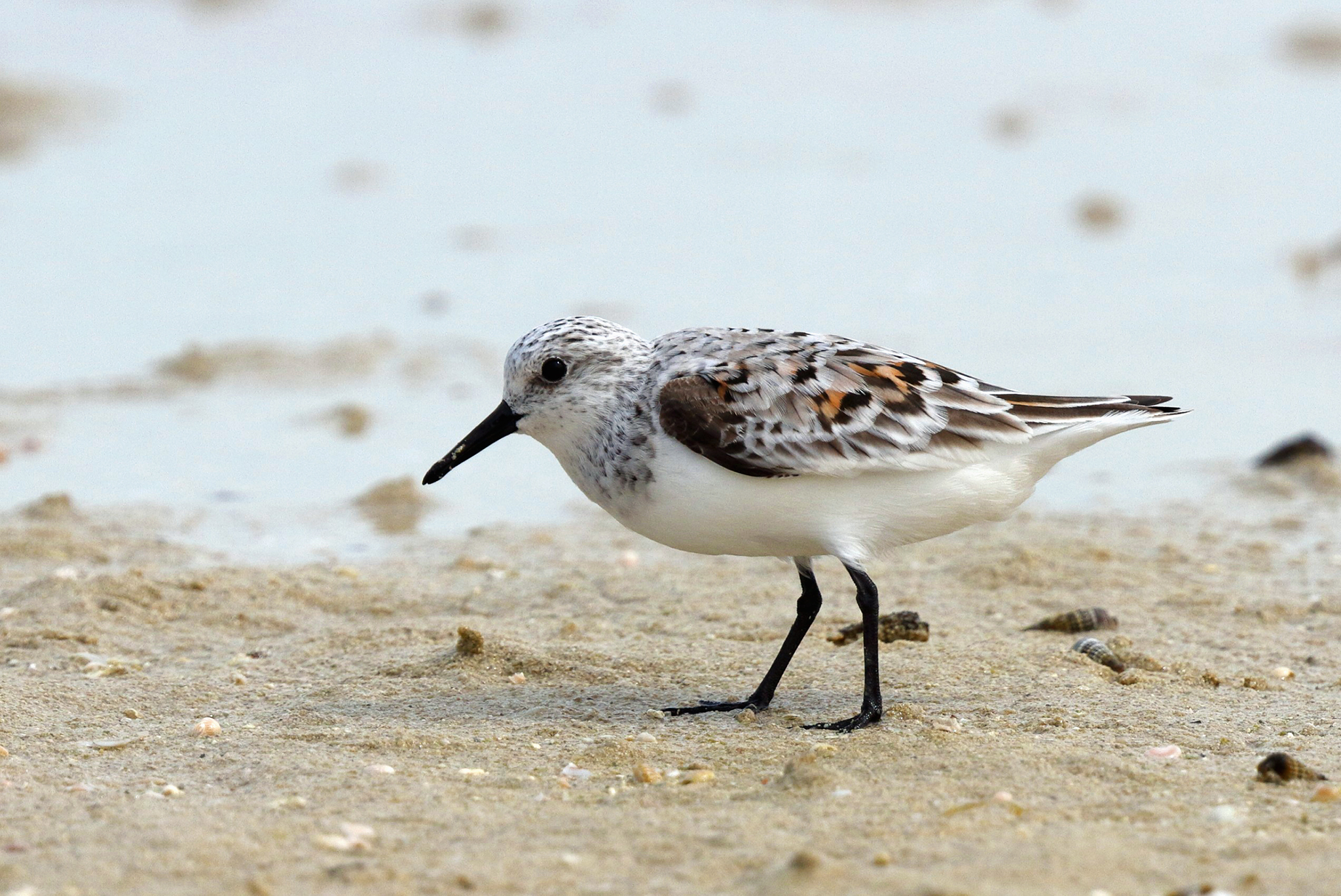 Sanderling