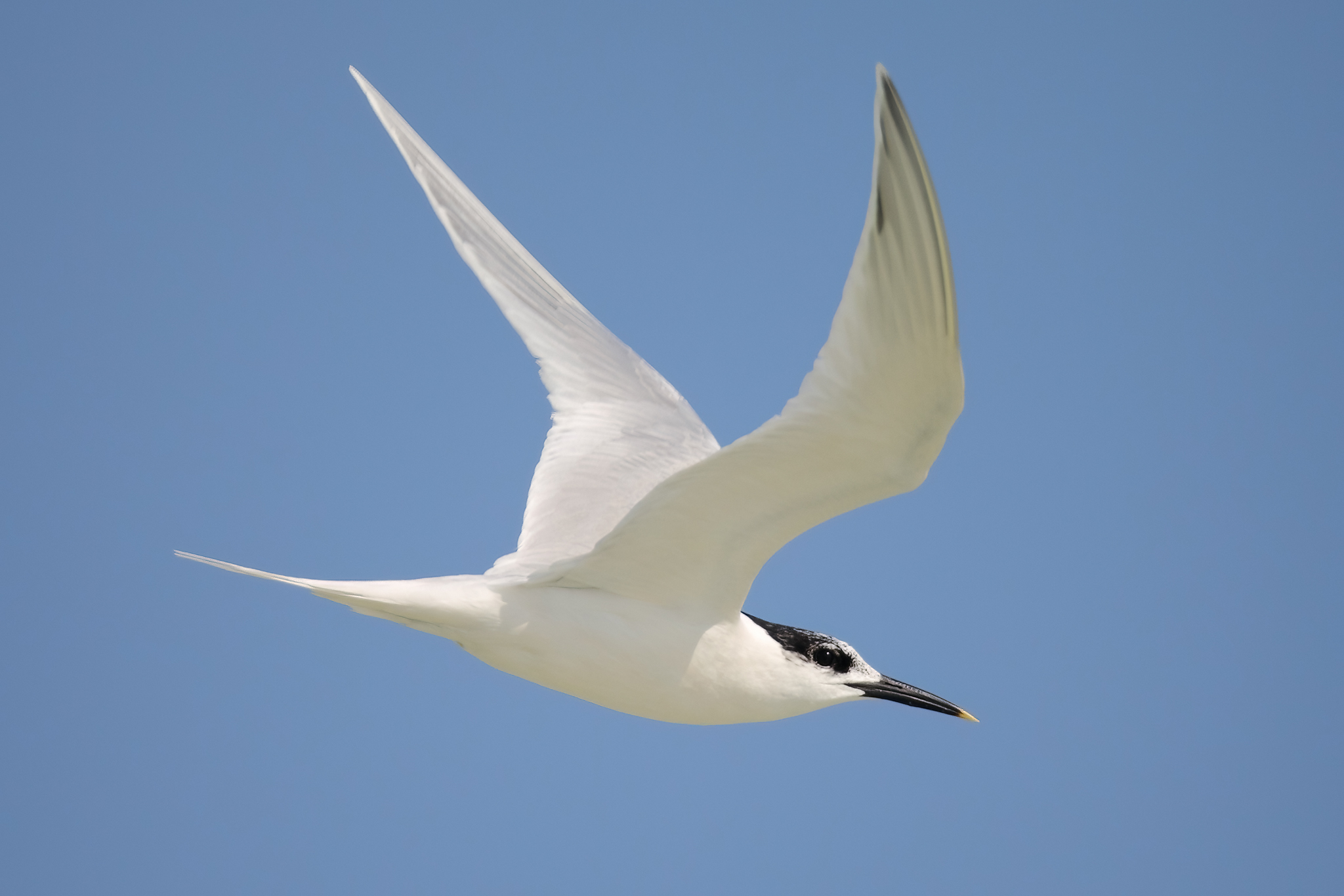 Sandwich Tern