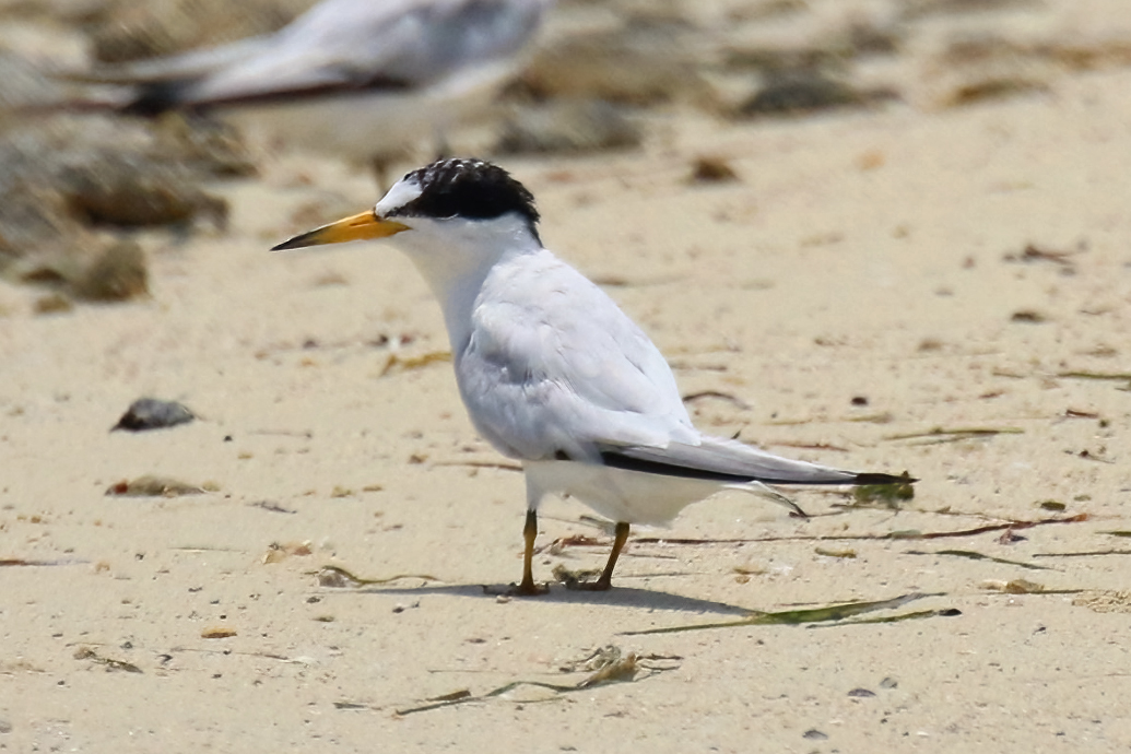 Saunders's Tern