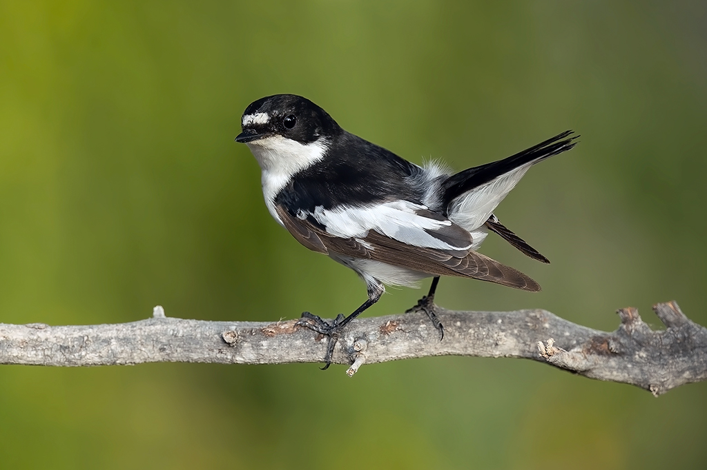 Semicollared Flycatcher