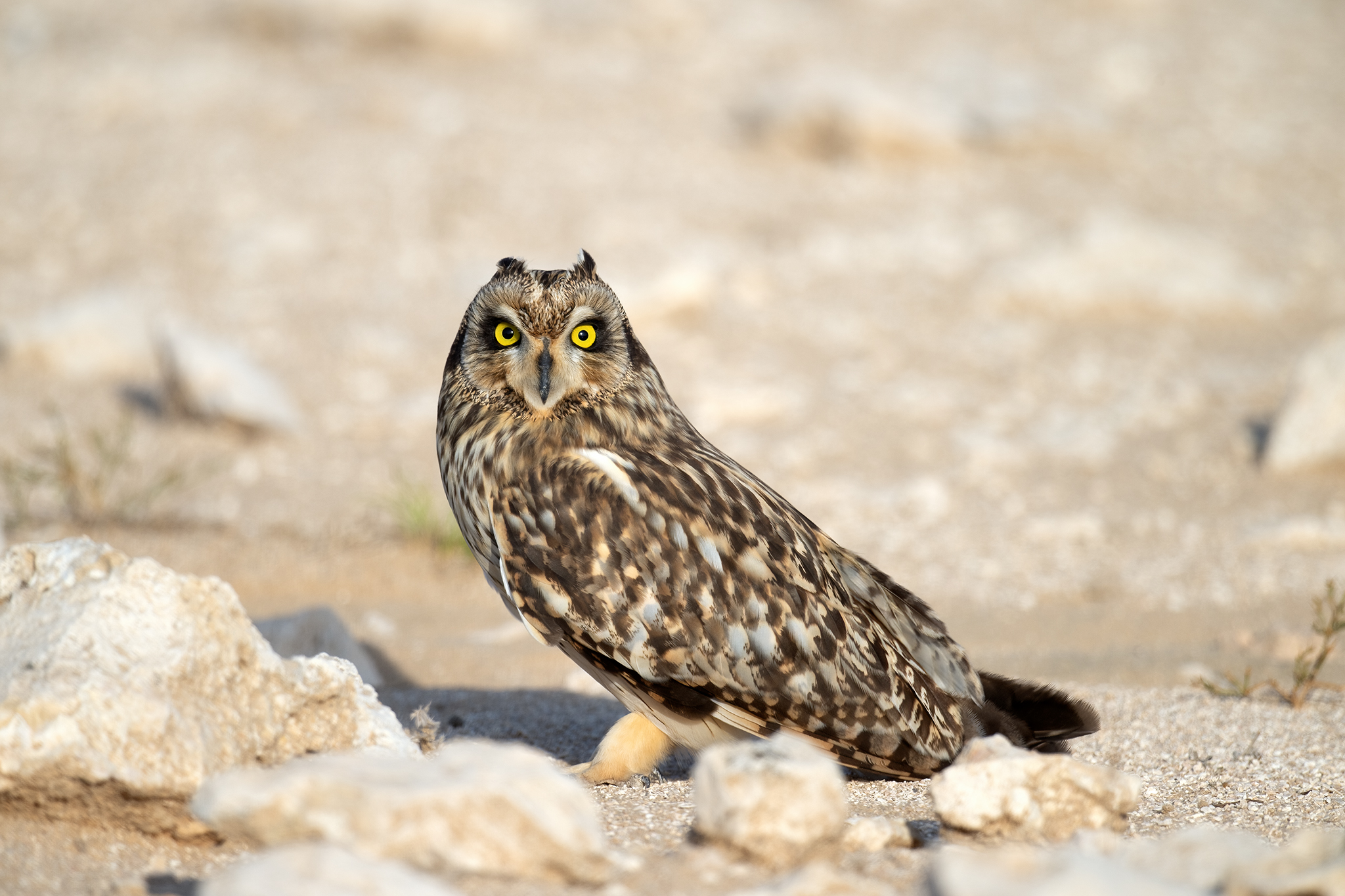 Northern Short-eared Owl