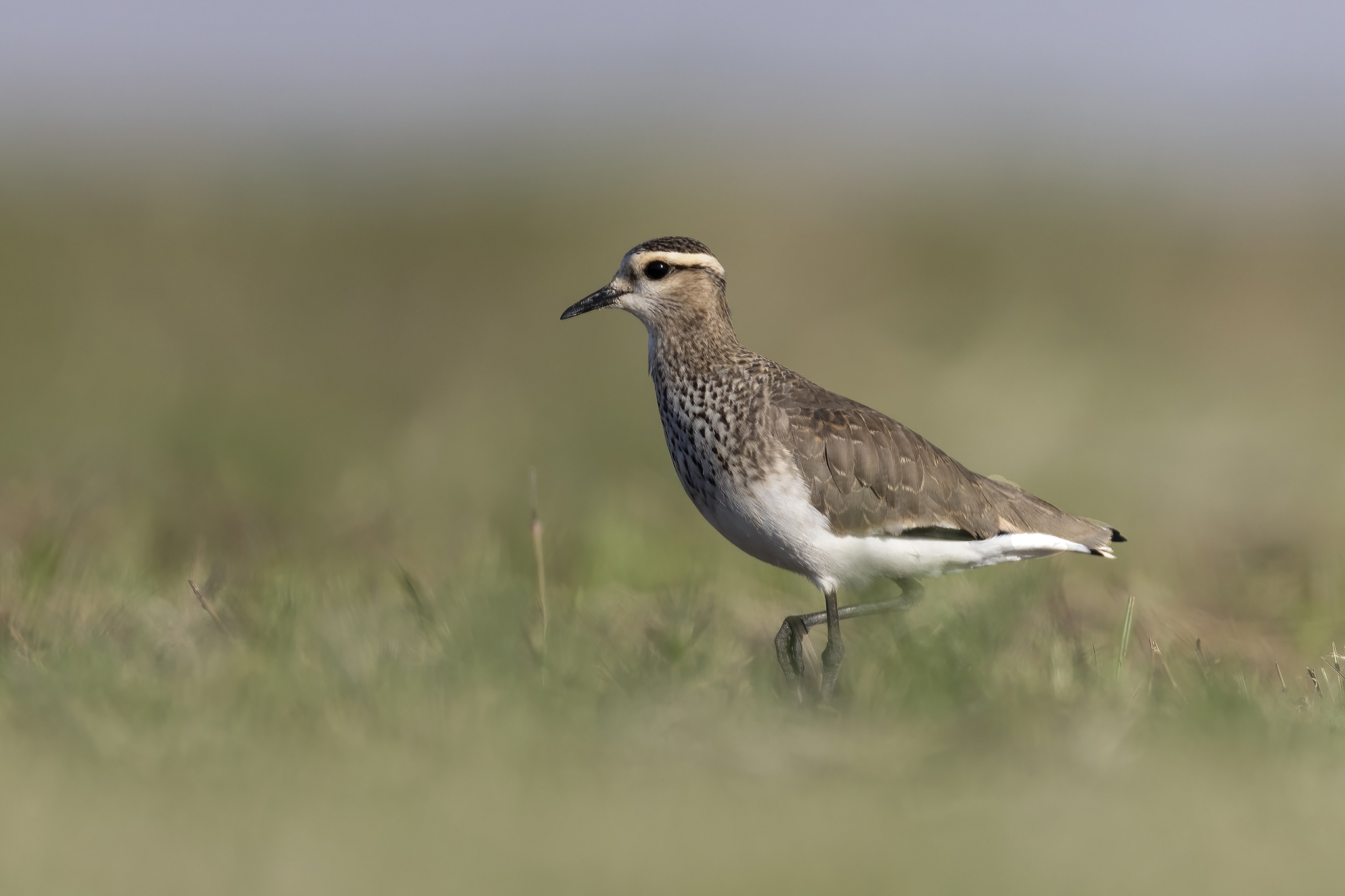 Sociable Lapwing