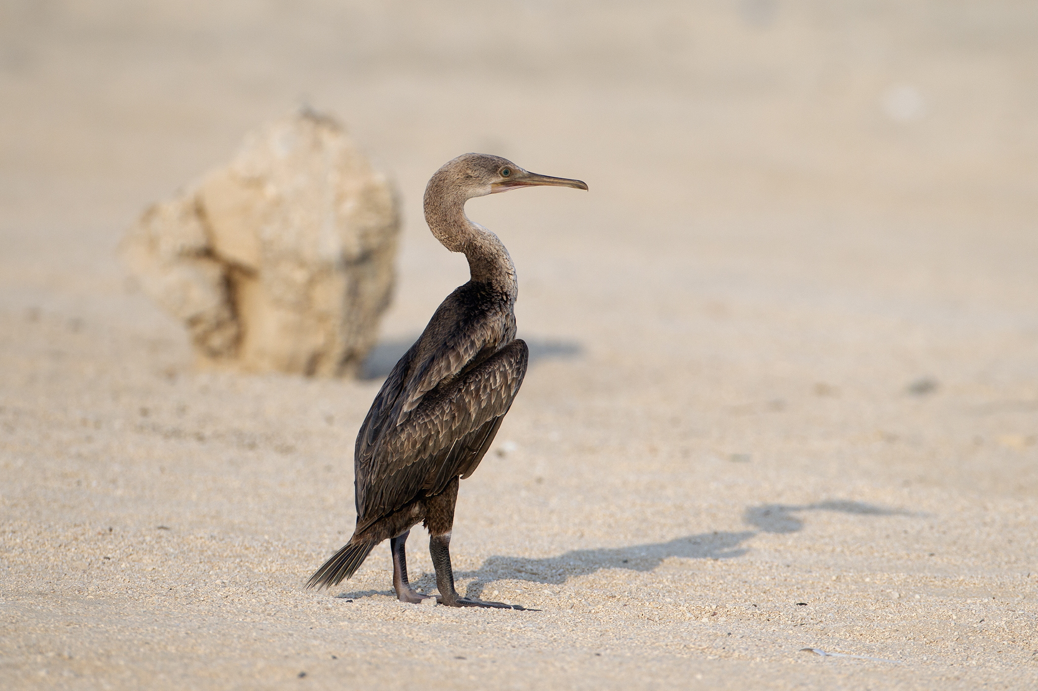 Socotra Cormorant