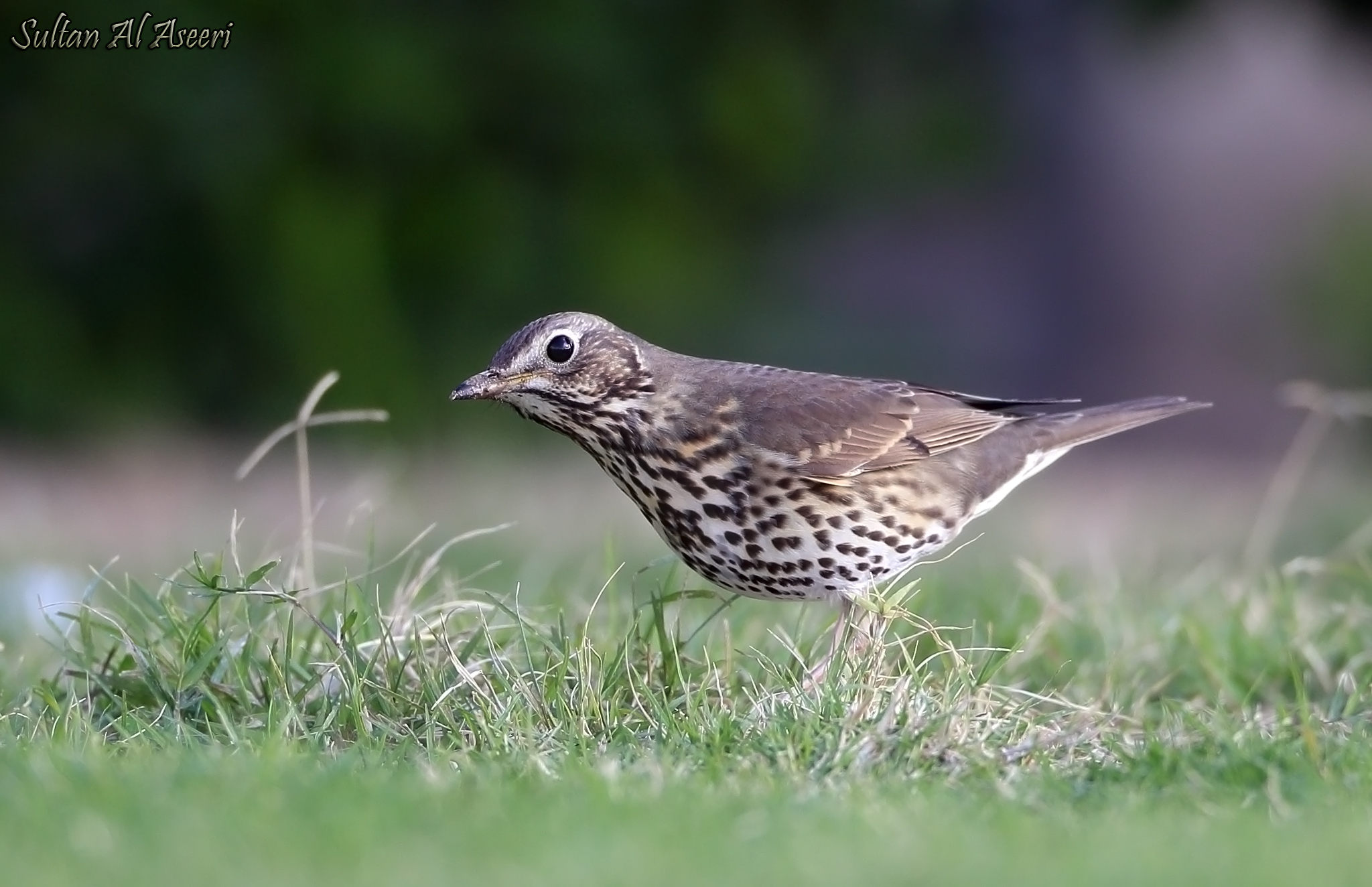 Song Thrush