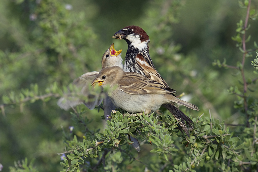 Spanish Sparrow