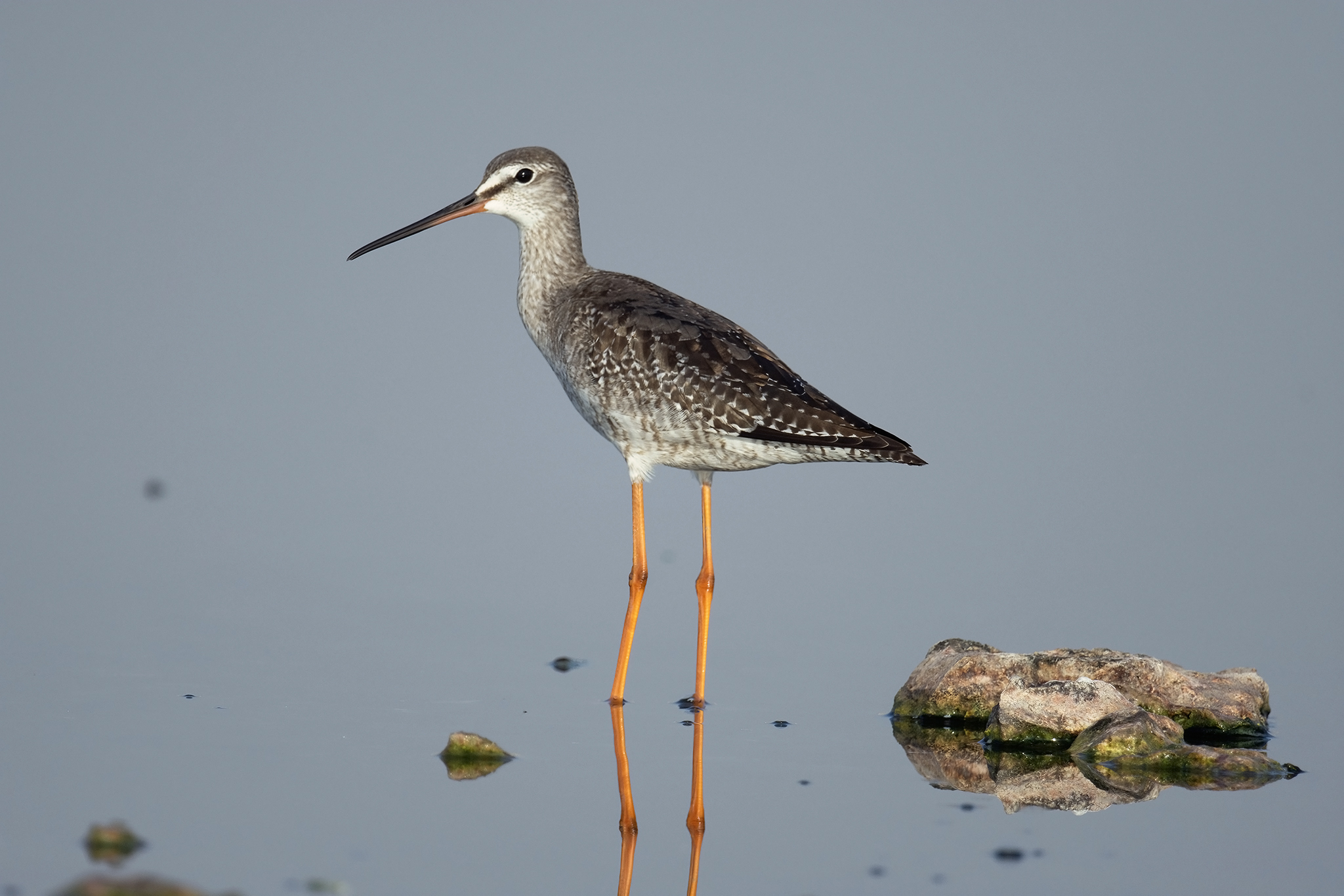 Spotted Redshank