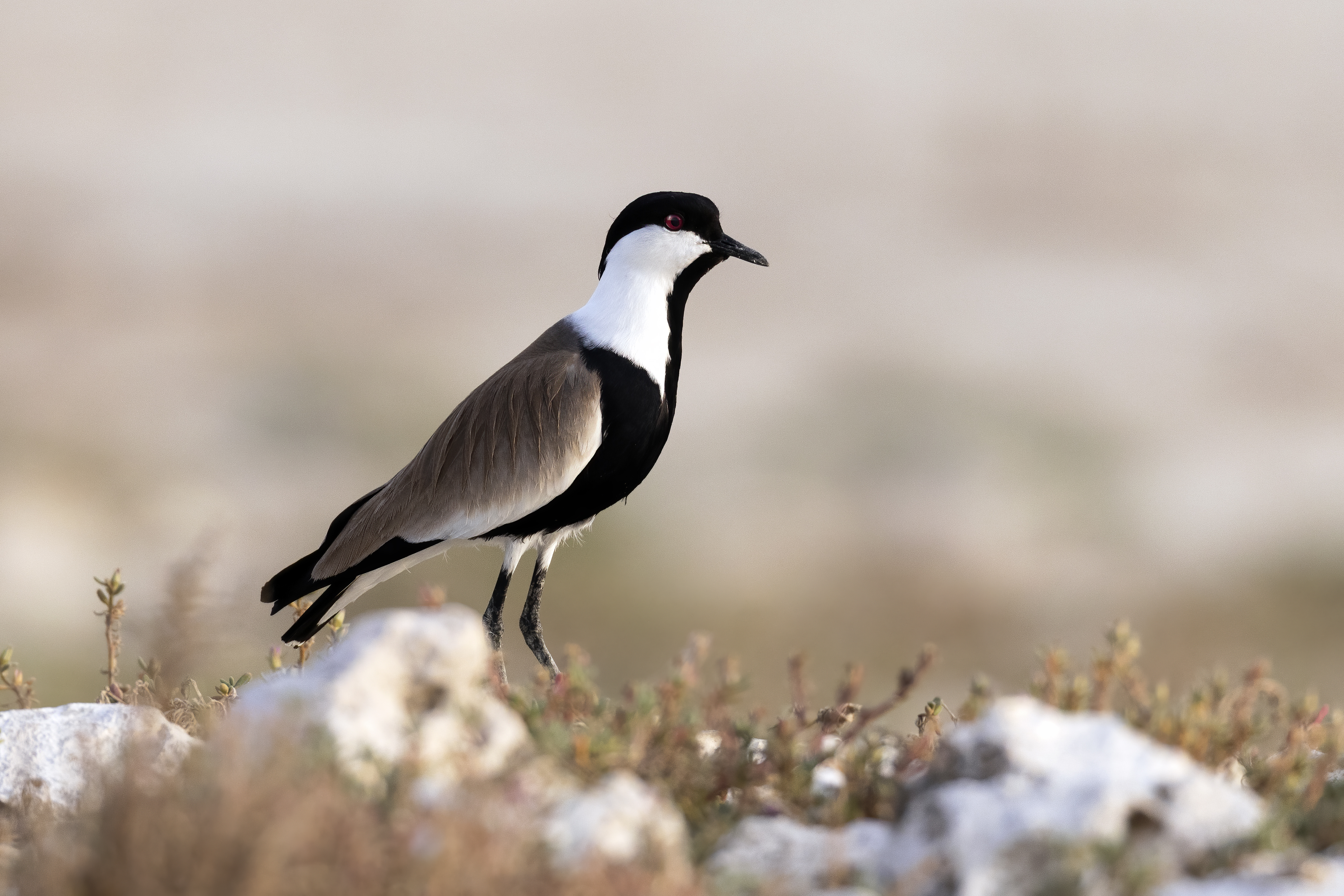 Spur-winged Lapwing