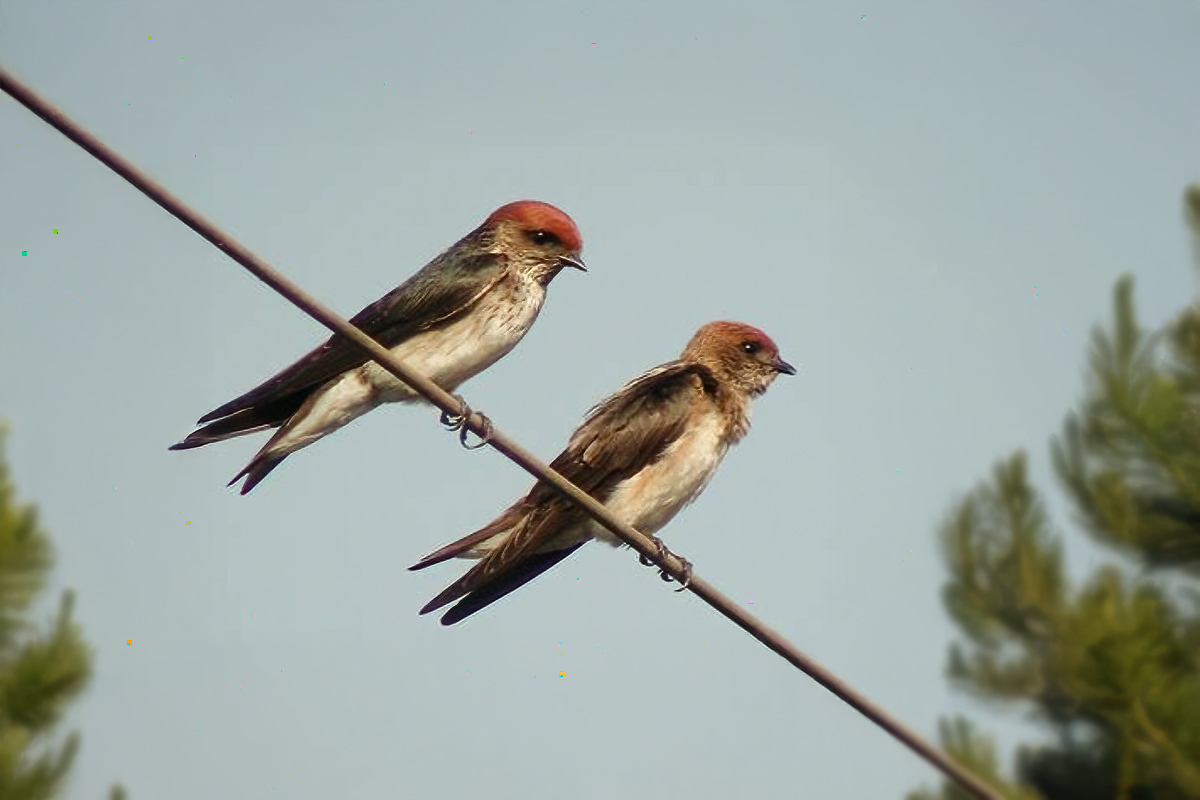 Streak-throated Swallow