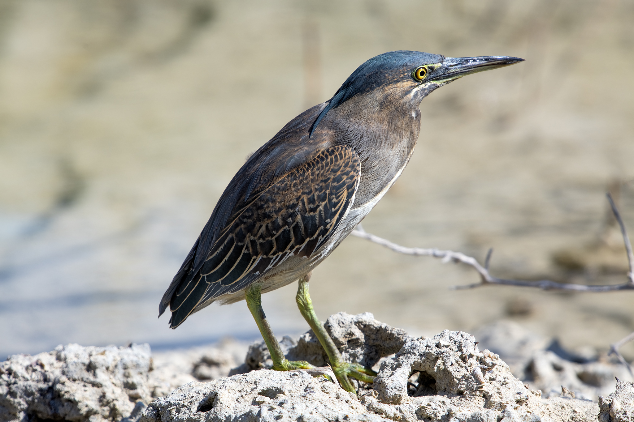 Little Heron