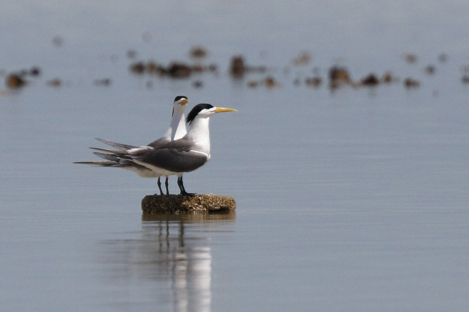 Arabian Greater Crested Tern