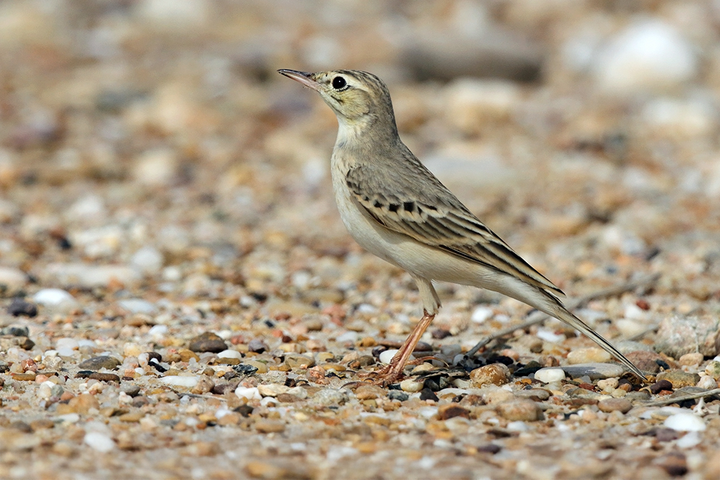 Tawny Pipit