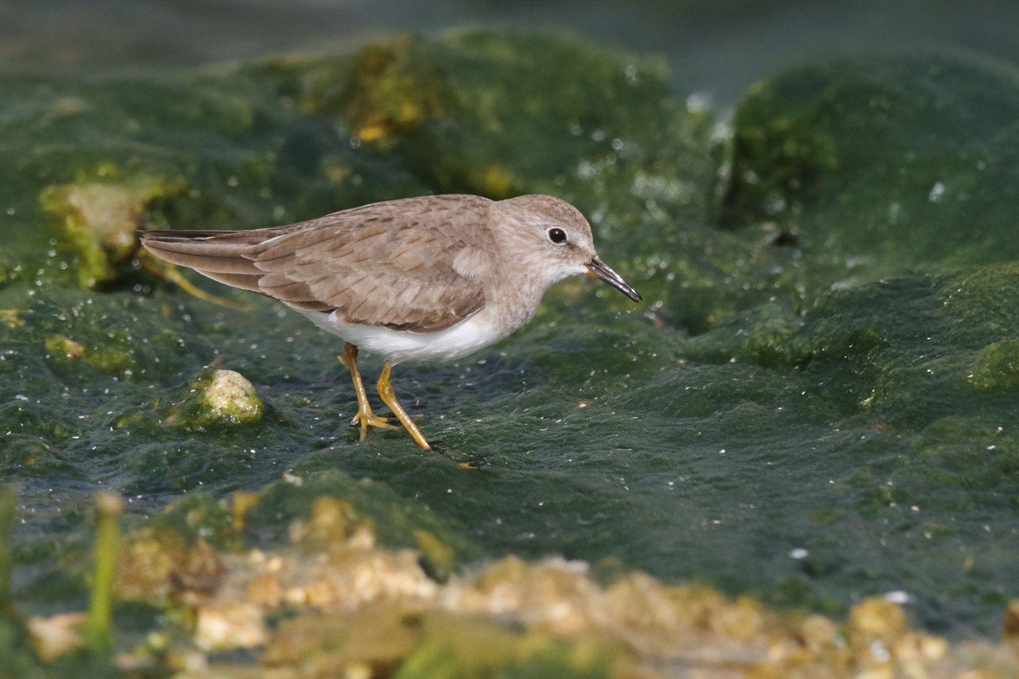 Temminck's Stint