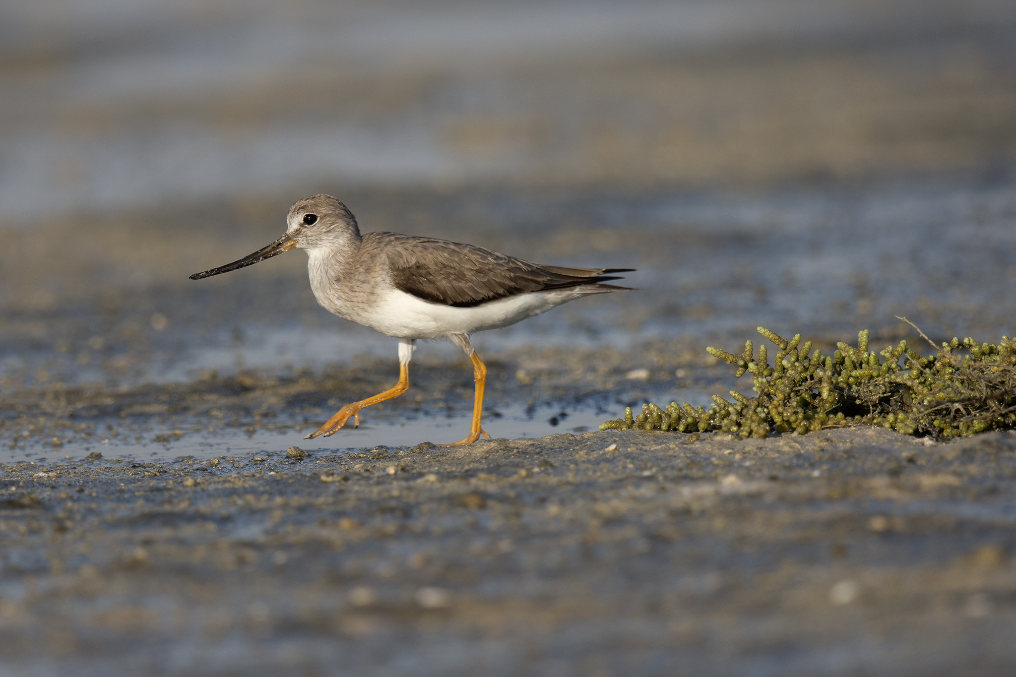 Terek Sandpiper