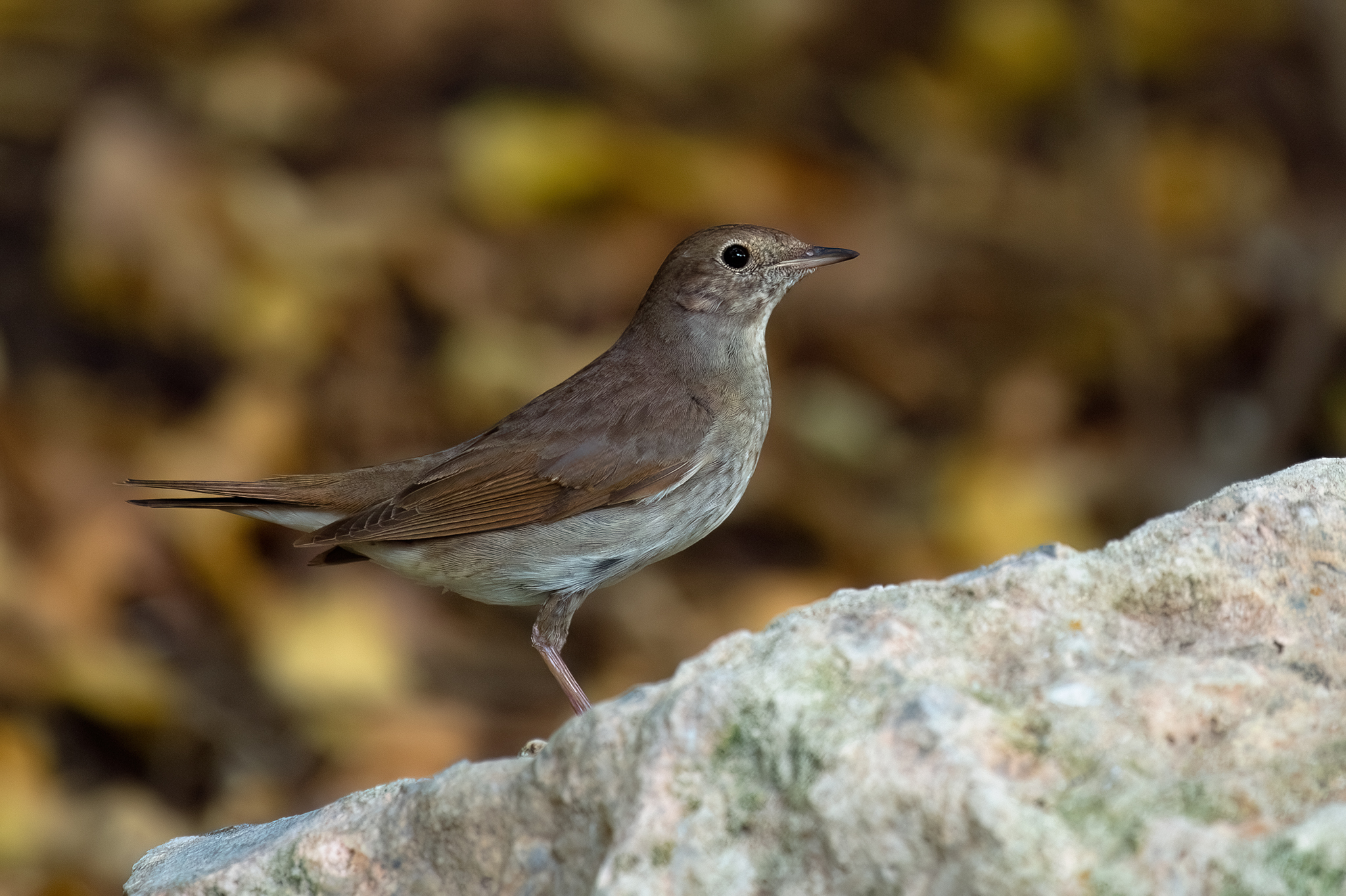 Thrush Nightingale