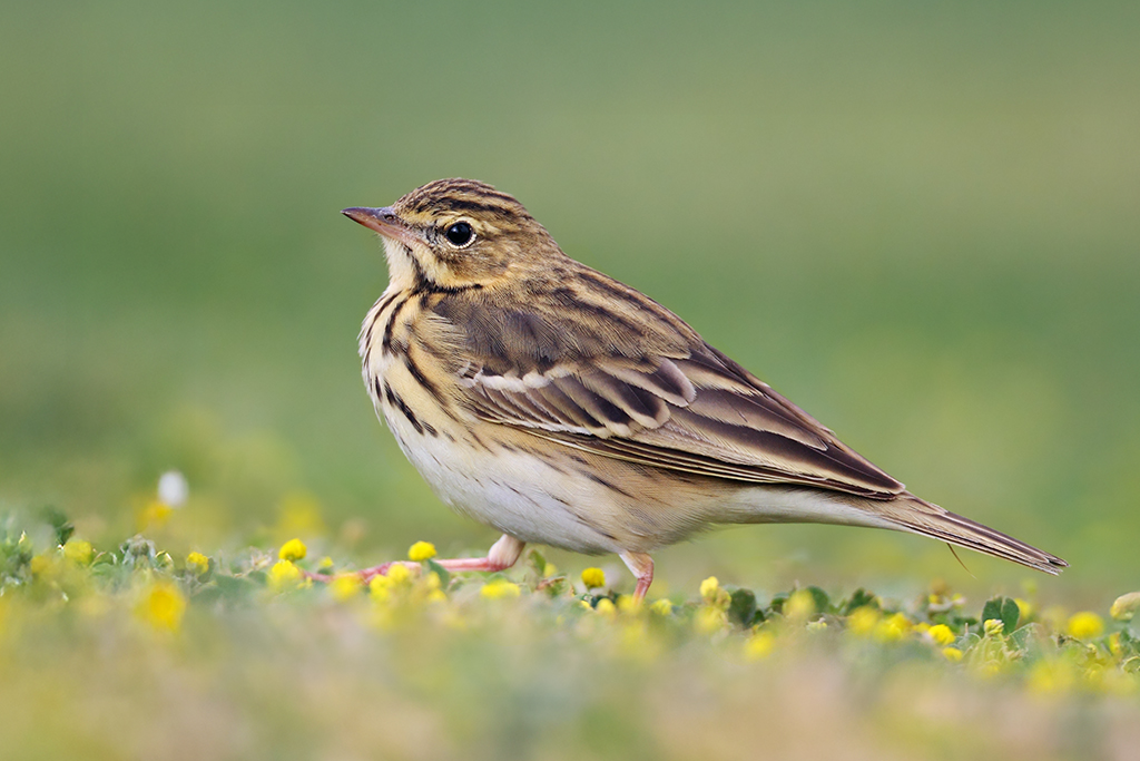 Tree Pipit
