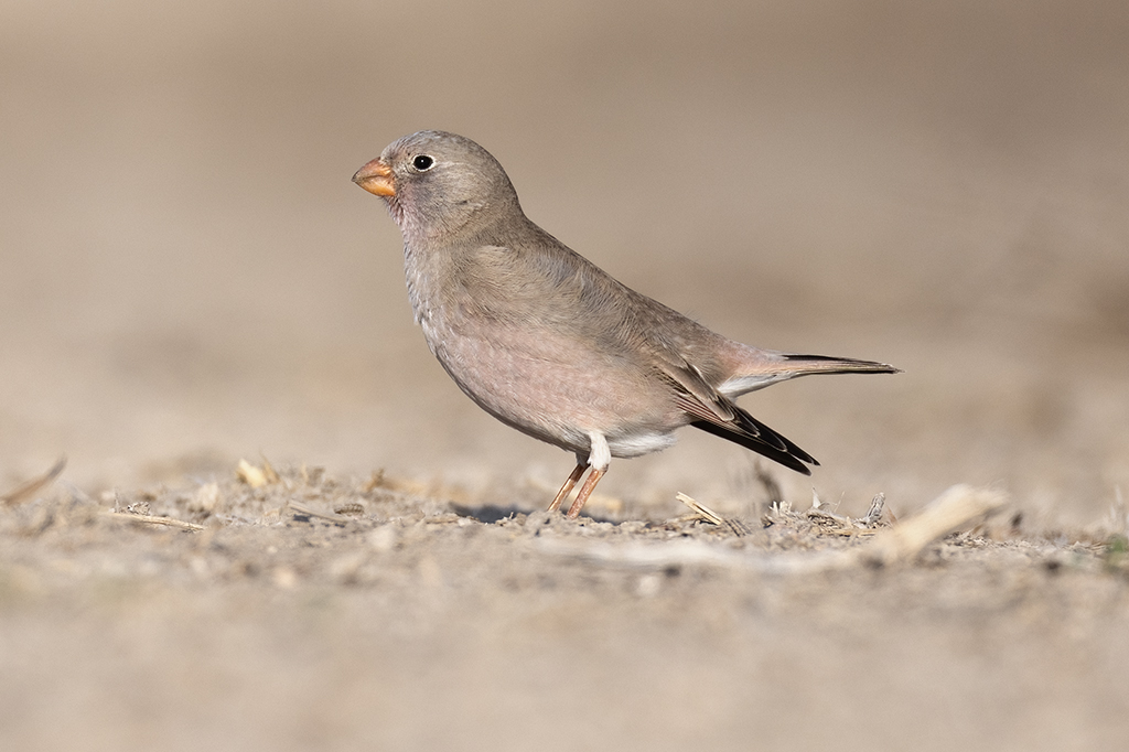 Trumpeter Finch