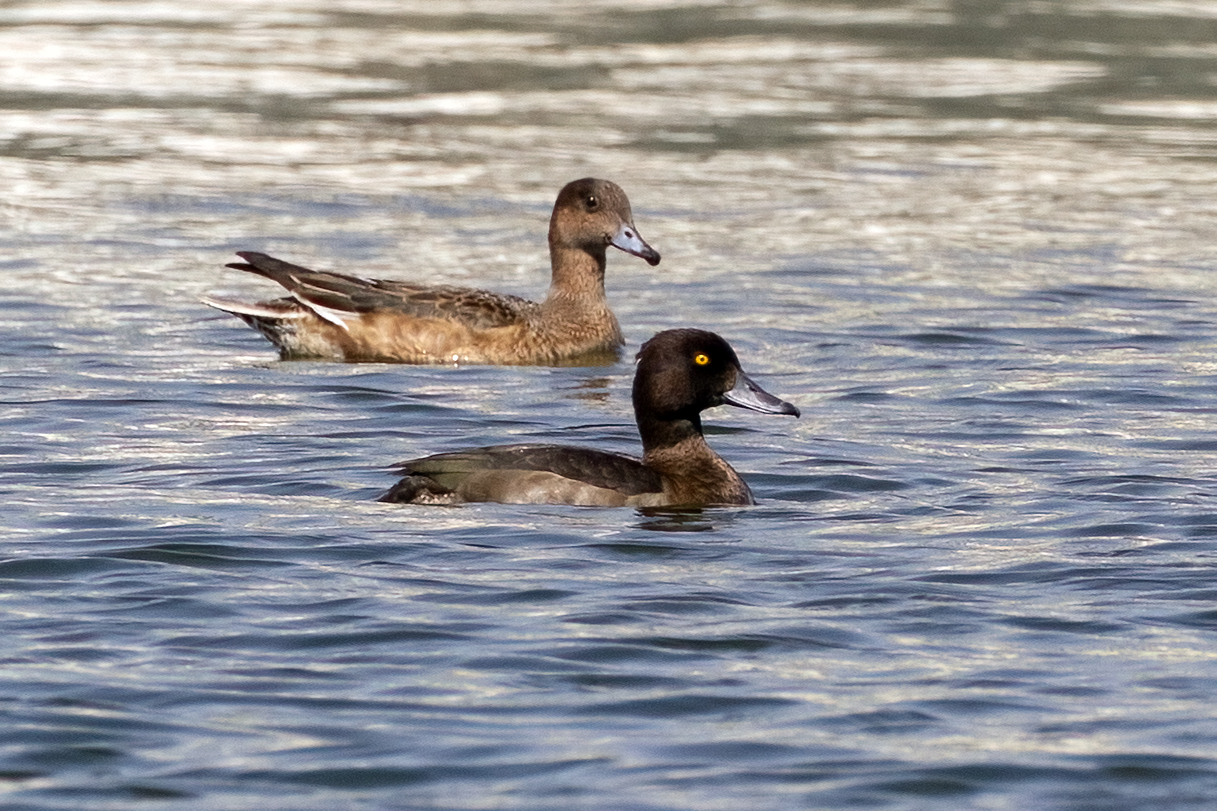 Tufted Duck