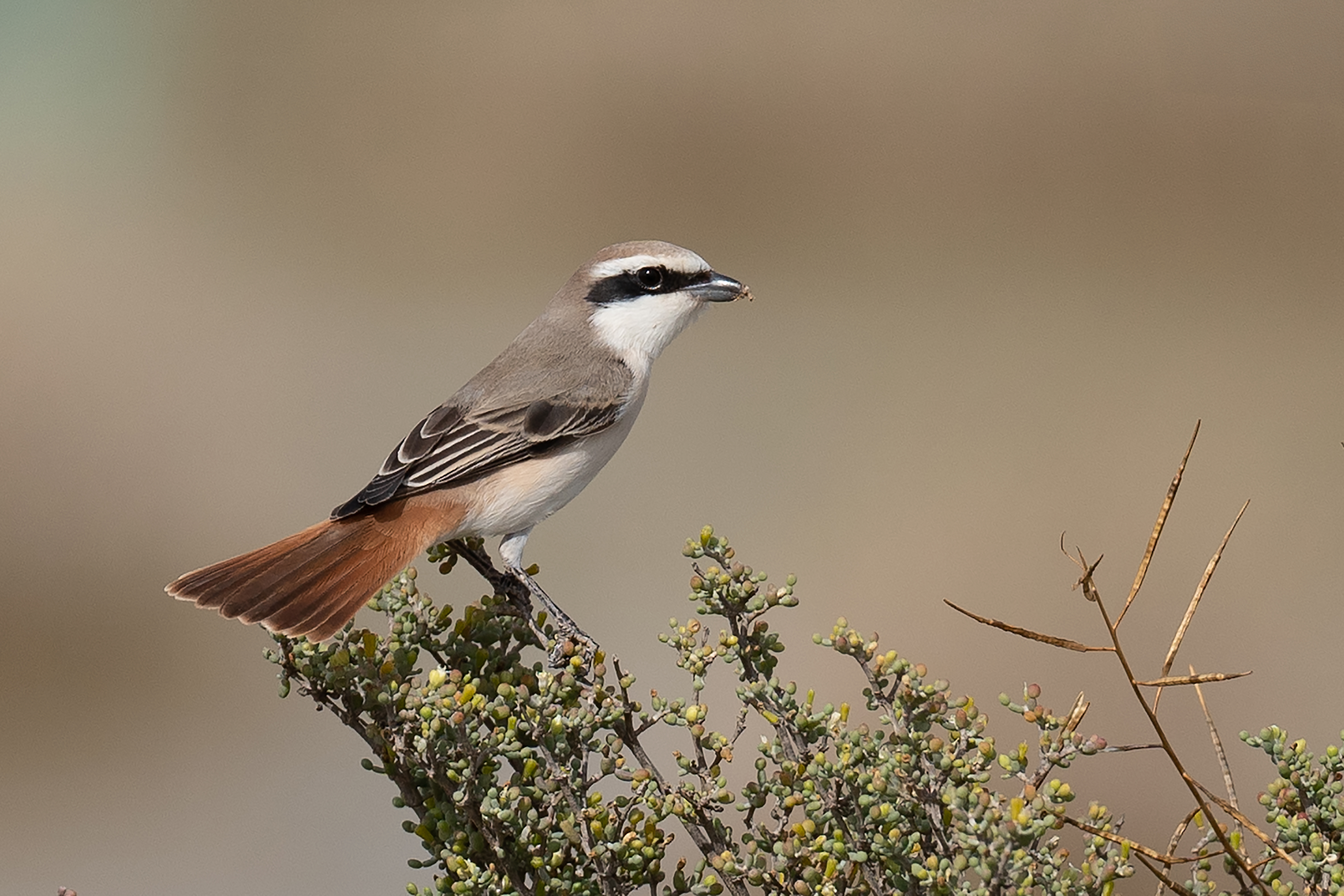 Red-tailed Shrike