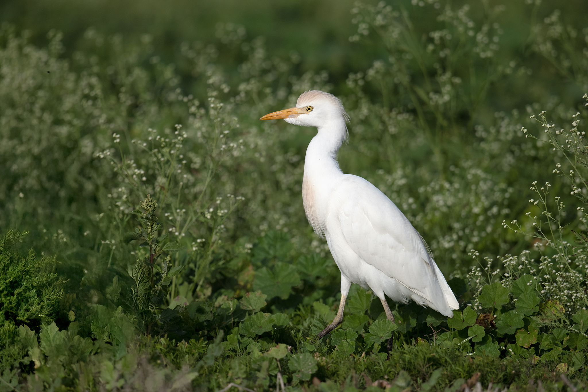 Western Cattle Egret