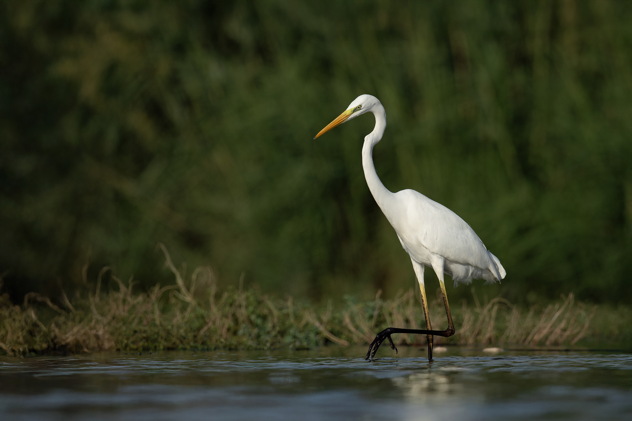 Western Great Egret