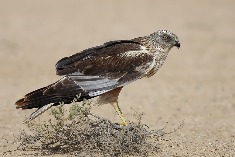 Western Marsh Harrier