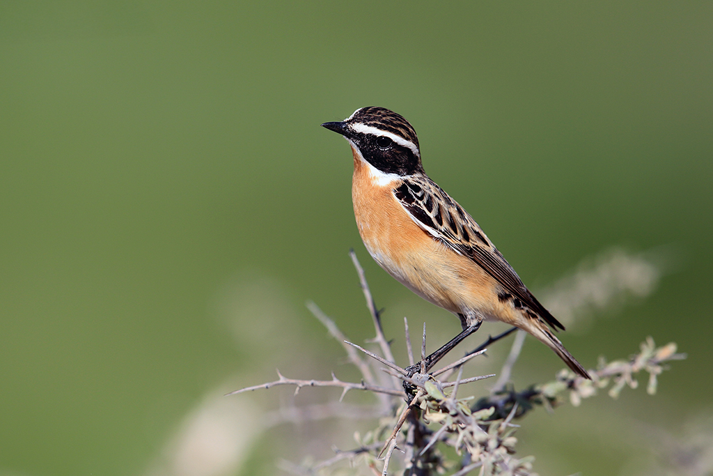 Whinchat