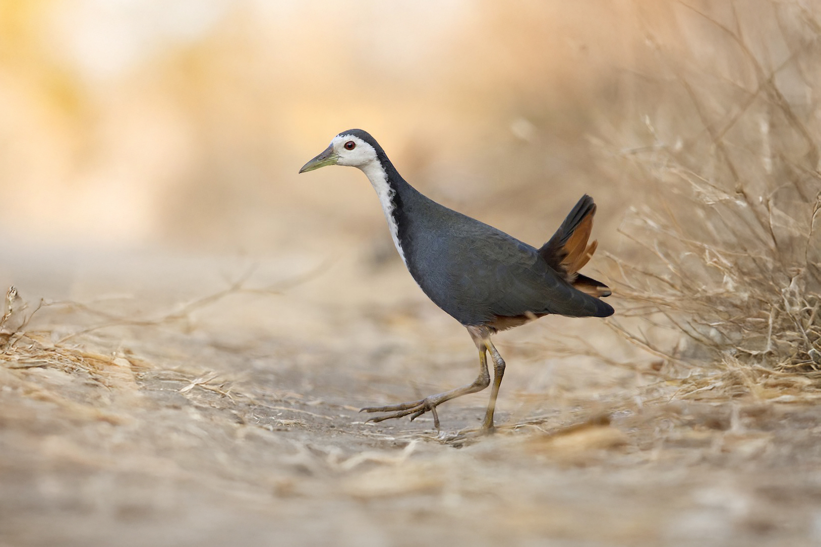 White-breasted Waterhen